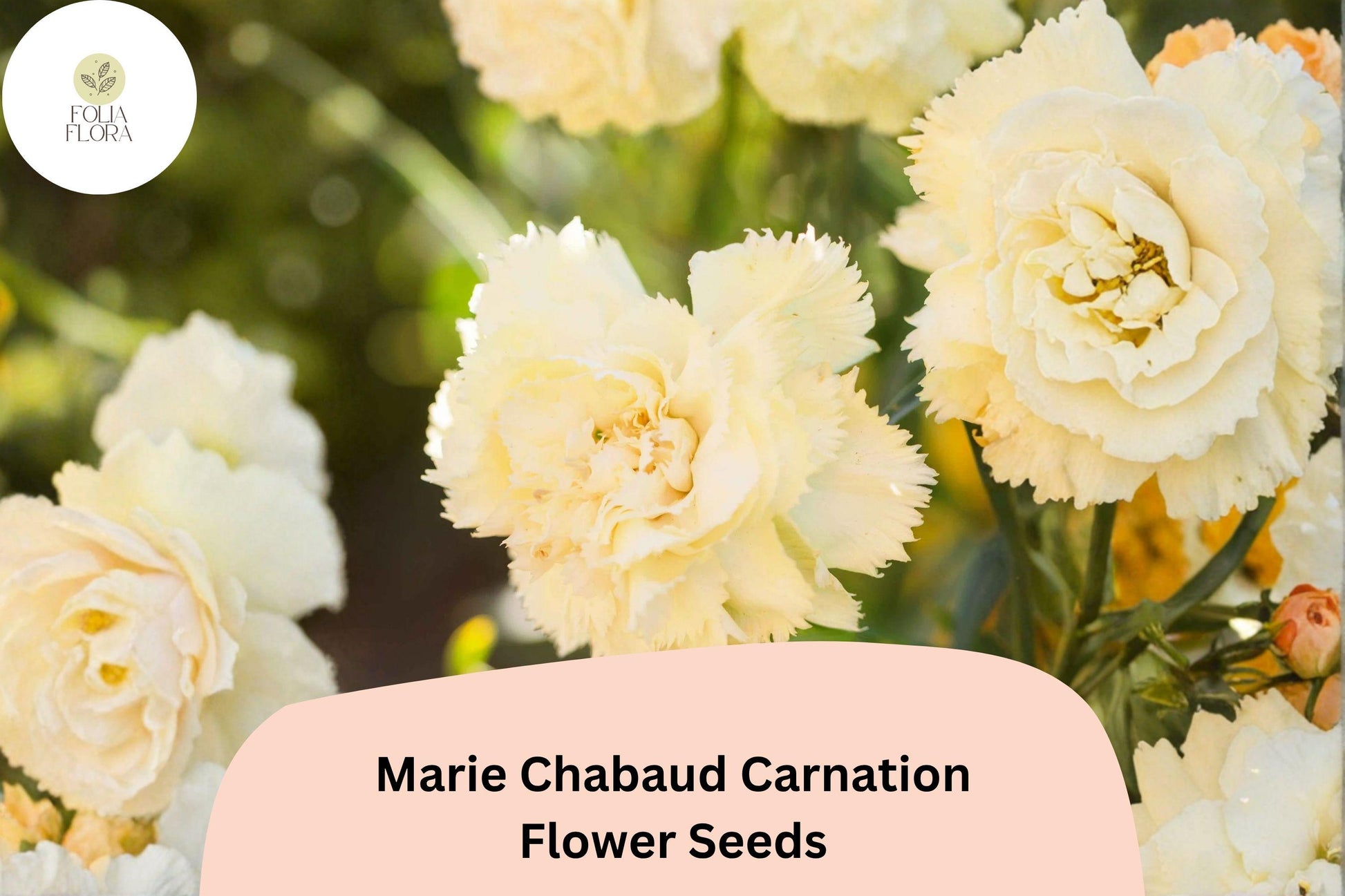 200+ Carnation Seeds for Garden Planting | Marie Chabaud Yellow | Dianthus caryophyllus | Fragrant Double Blooms
