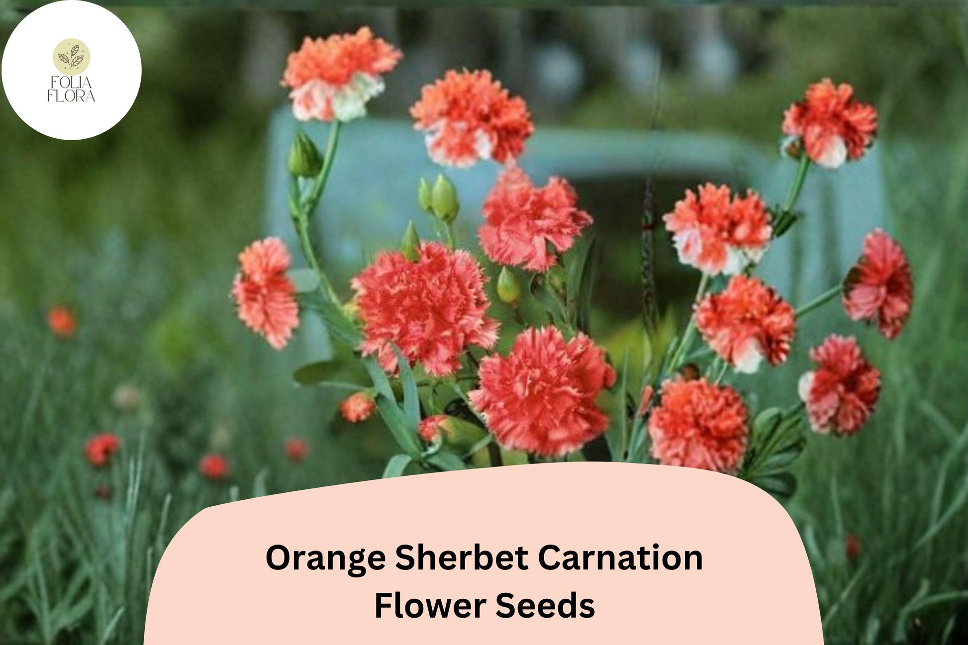 200+ Orange Sherbet Carnation Seeds | Dianthus caryophyllus | Vibrant Orange Blooms for Garden Planting and Floral Displays