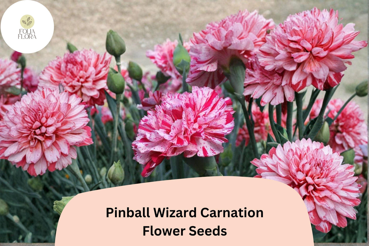 200+ Pinball Wizard Carnation Seeds | Pink & White Bicolor | Dianthus caryophyllus | Garden Planting, Flower Beds, Cut Flowers