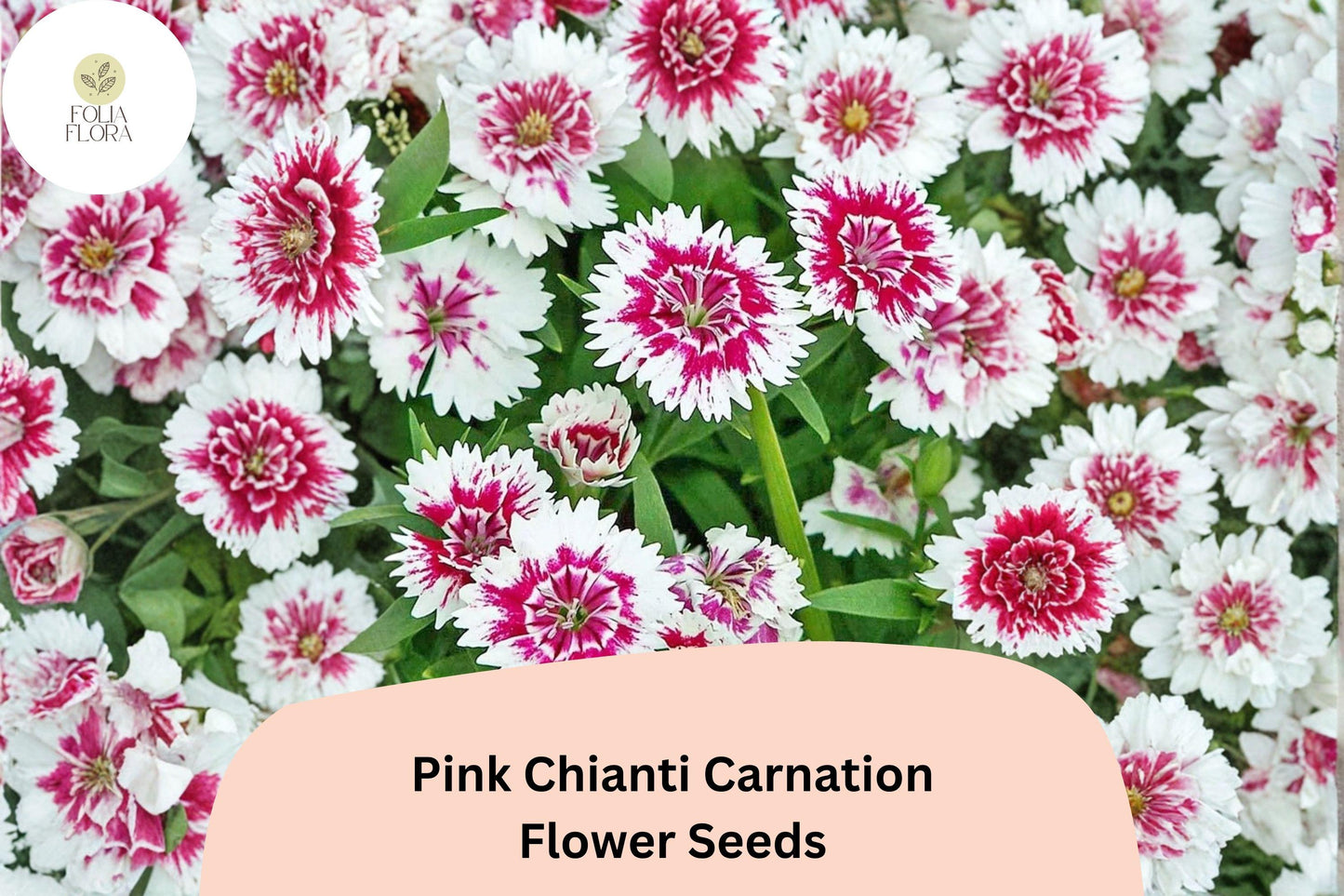 200+ Pink Chianti Carnation Seeds | Dianthus caryophyllus | Bicolor Pink & White Blooms for Garden Planting and Arrangements
