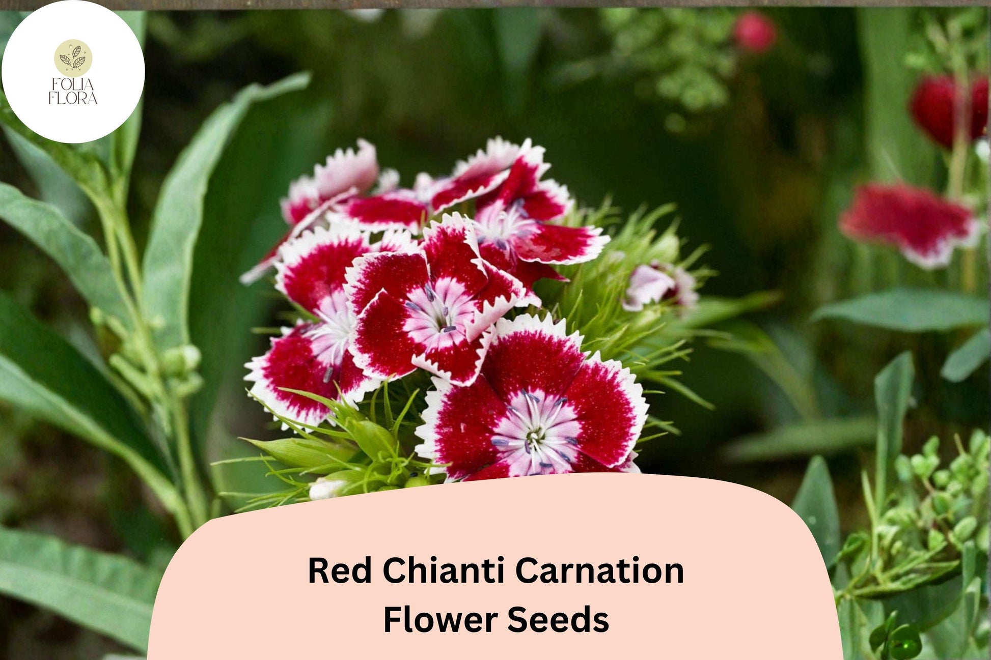 200+ Red Chianti Carnation Seeds | Dianthus caryophyllus | Deep Red Blooms for Garden Planting and Cut Flowers