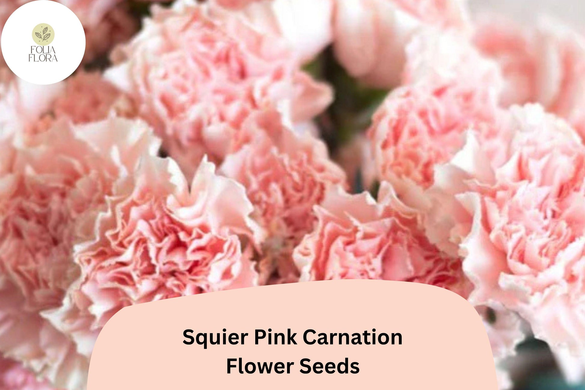 200+ Squier Pink Carnation Seeds | Dianthus caryophyllus | Bright Pink Blooms for Garden Planting and Floral Arrangements