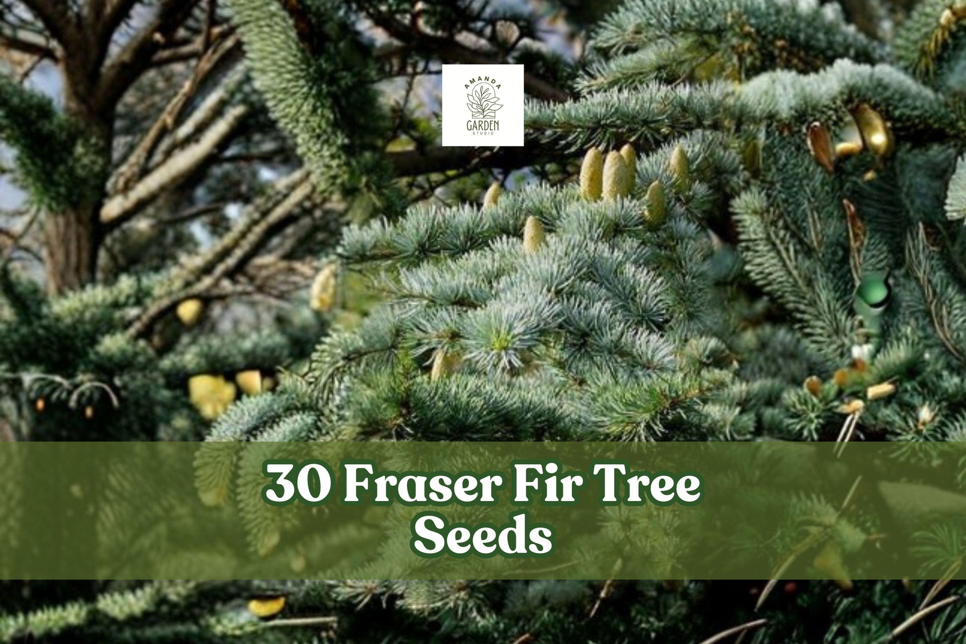 30 Fraser Fir Tree Seeds | Abies fraseri | Non-GMO Evergreen Christmas Tree Seeds for Landscaping & Holidays