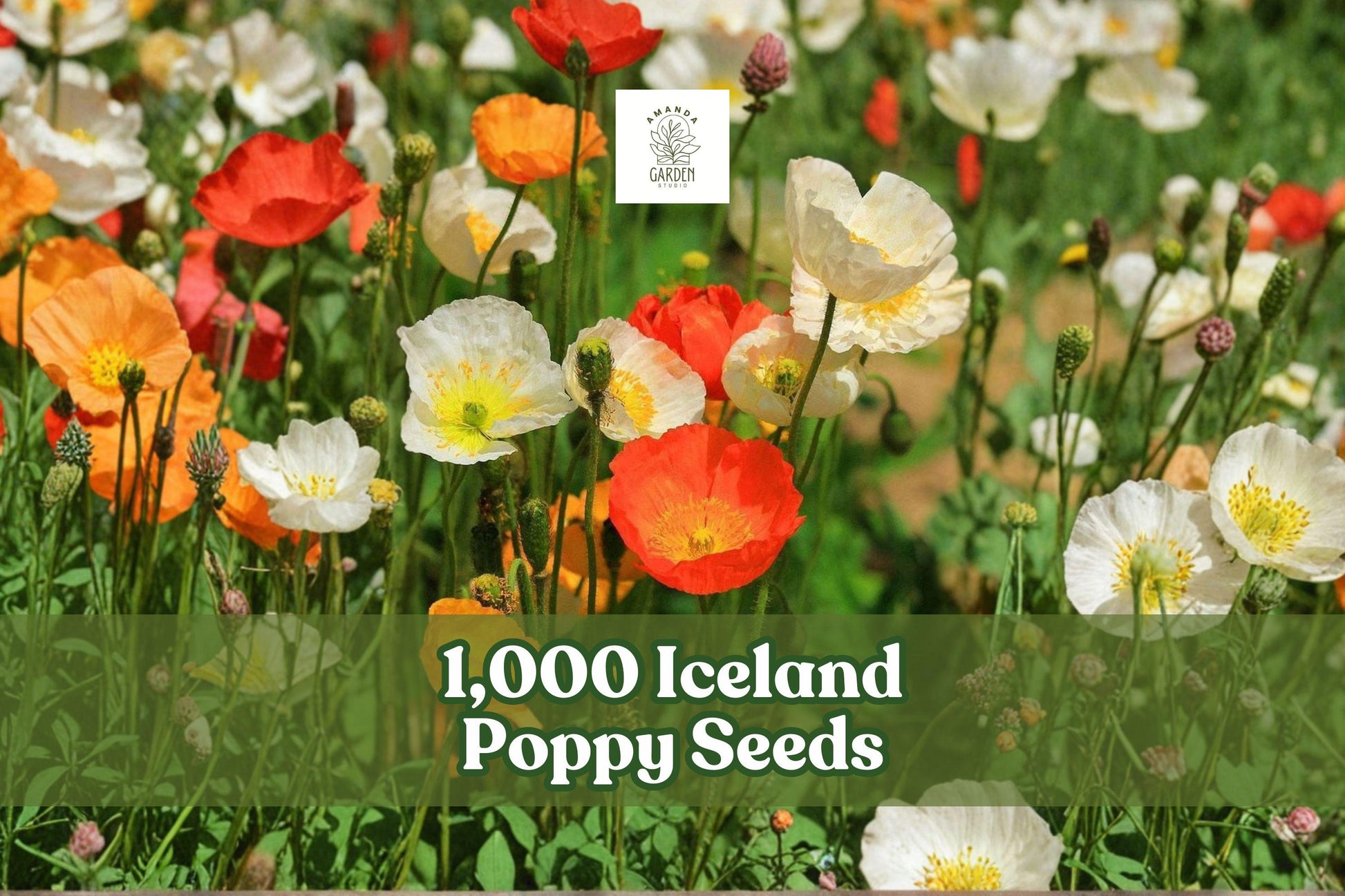 Iceland Poppy Seeds - 1,000 Pack | Mixed Pastel Blooms | Papaver nudicaule | Non-GMO Wildflower Seeds for Spring Garden