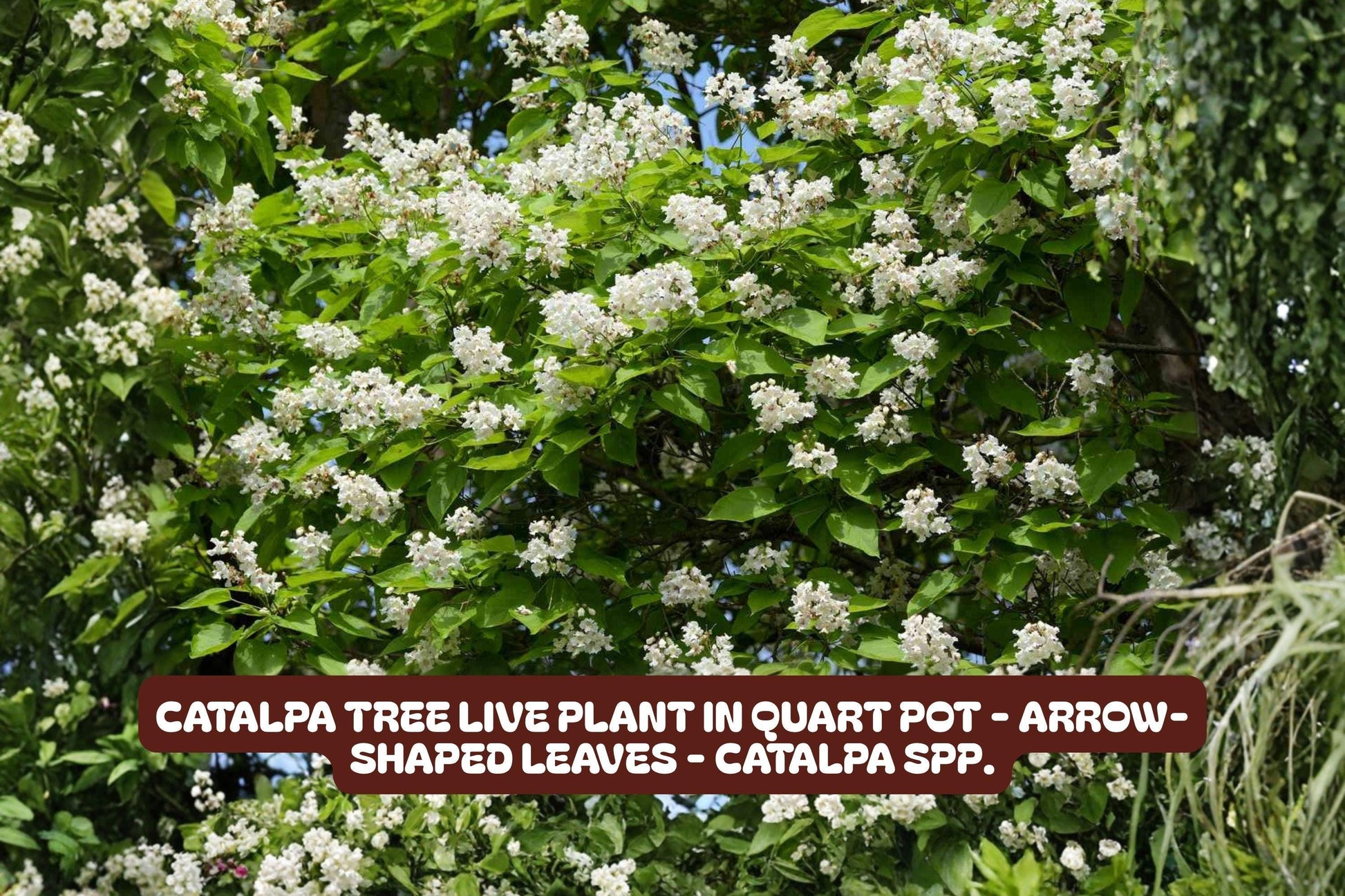 Catalpa Tree Live Plant in Quart Pot - Arrow-Shaped Leaves - Catalpa speciosa - Fast-Growing Deciduous Tree for Gardens