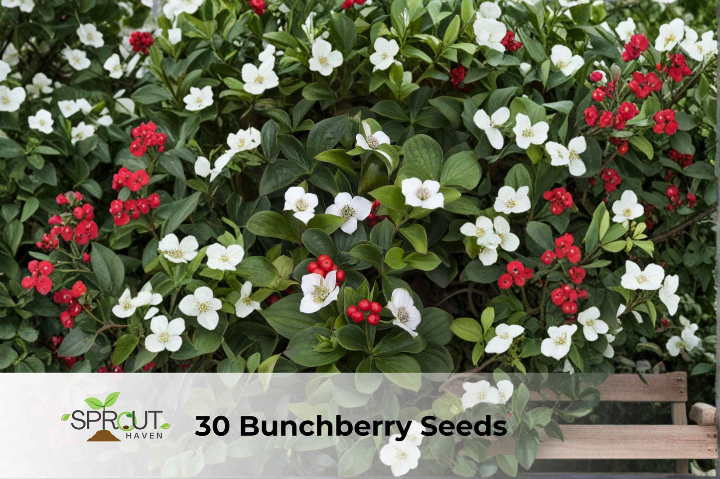 30 Bunchberry Seeds | Hardy Groundcover Dogwood | Cornus canadensis | White Flowers & Red Berries | Pollinator-Friendly