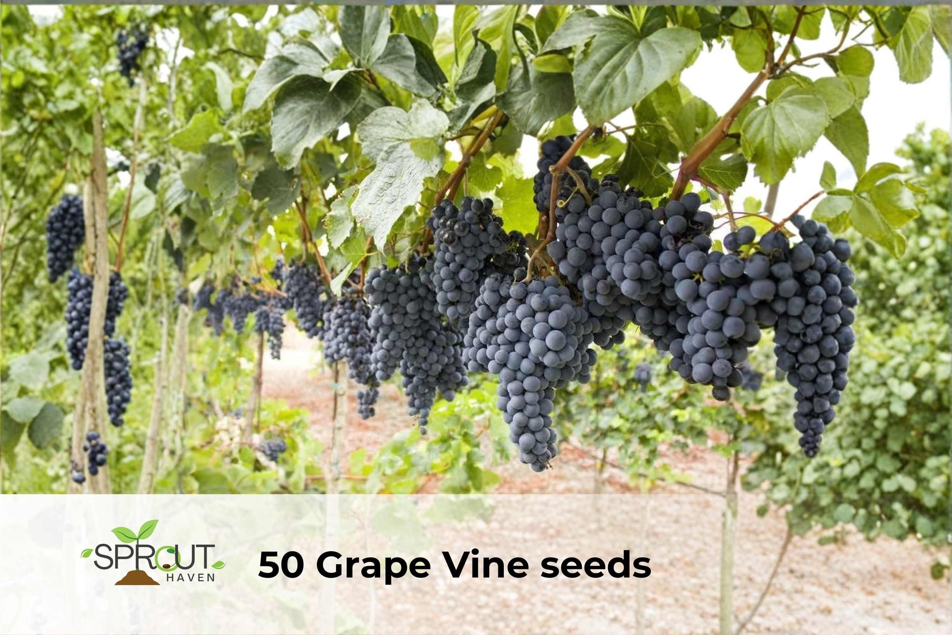 50 Grape Vine Seeds | Vitis vinifera Hybrid | Ornamental Climbing Vine for Arbors & Trellises | U.S. Shipping Only