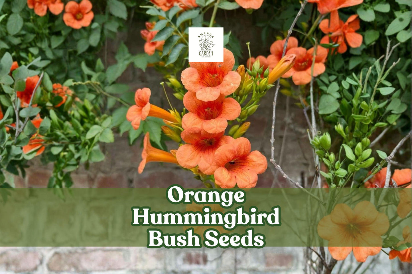 Orange Hummingbird Bush Seeds (25) - Hamelia Patens, Tropical Orange Trumpet Vine, Non-GMO, Ornamental Flowering Plant