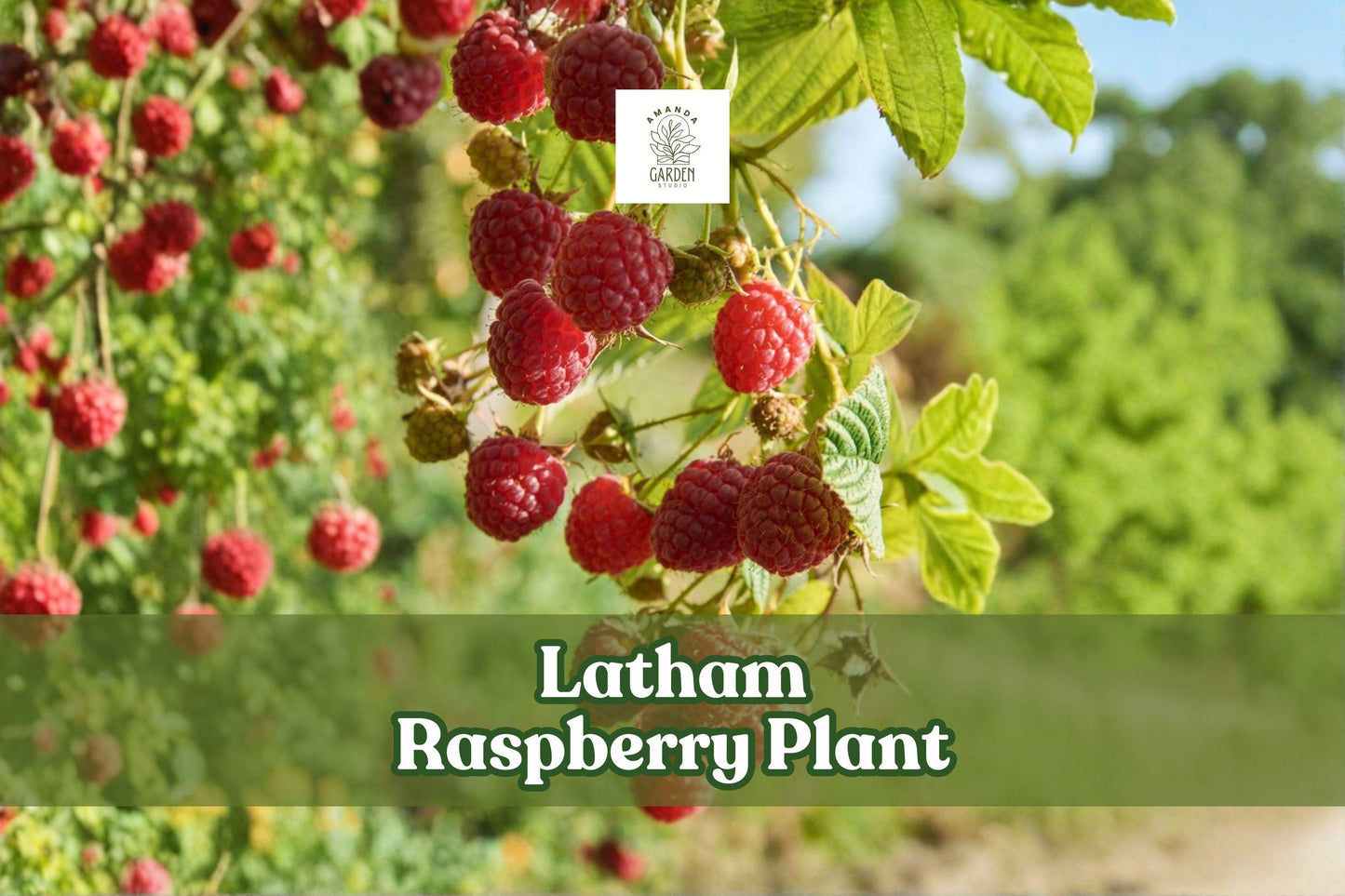 Latham Raspberry Plant | Live Red Raspberry | Rubus idaeus ‘Latham’ | Hardy, Productive, Cold-Hardy, Non-GMO