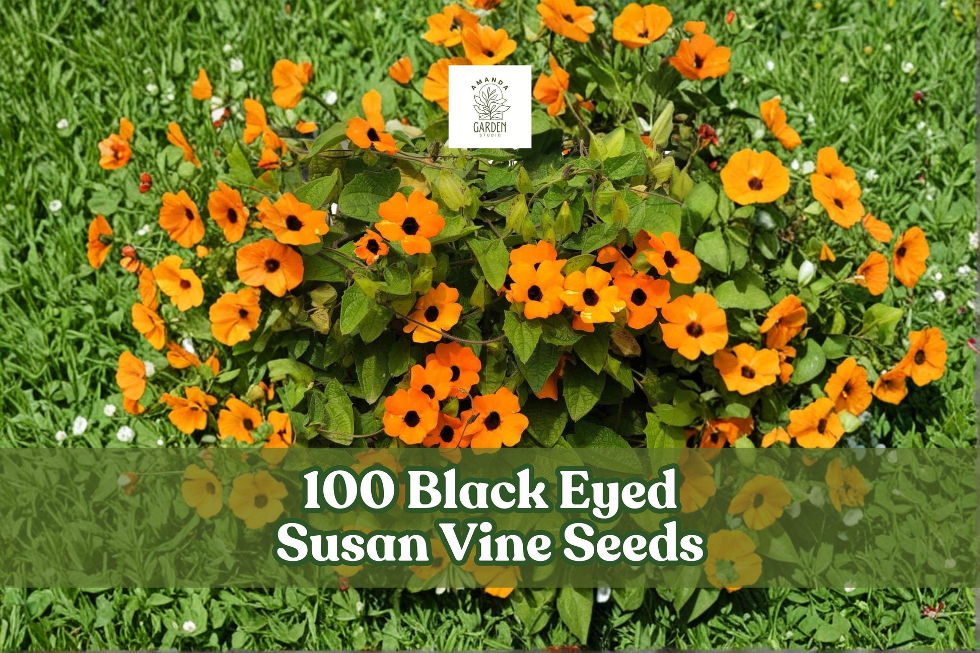 100 Black Eyed Susan Vine Seeds | Thunbergia alata | Bright Yellow & Orange Climbing Flowers for Garden Fences & Baskets