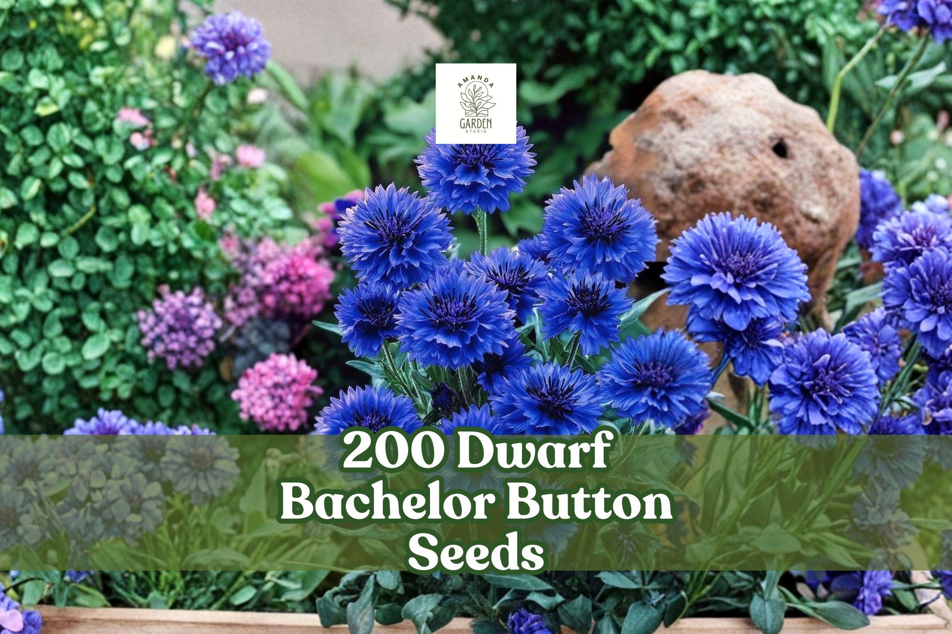 200 Dwarf Bachelor Button Seeds | Blue Cornflower | Centaurea cyanus | Compact, Non-GMO Annual Flower for Gardens and Borders