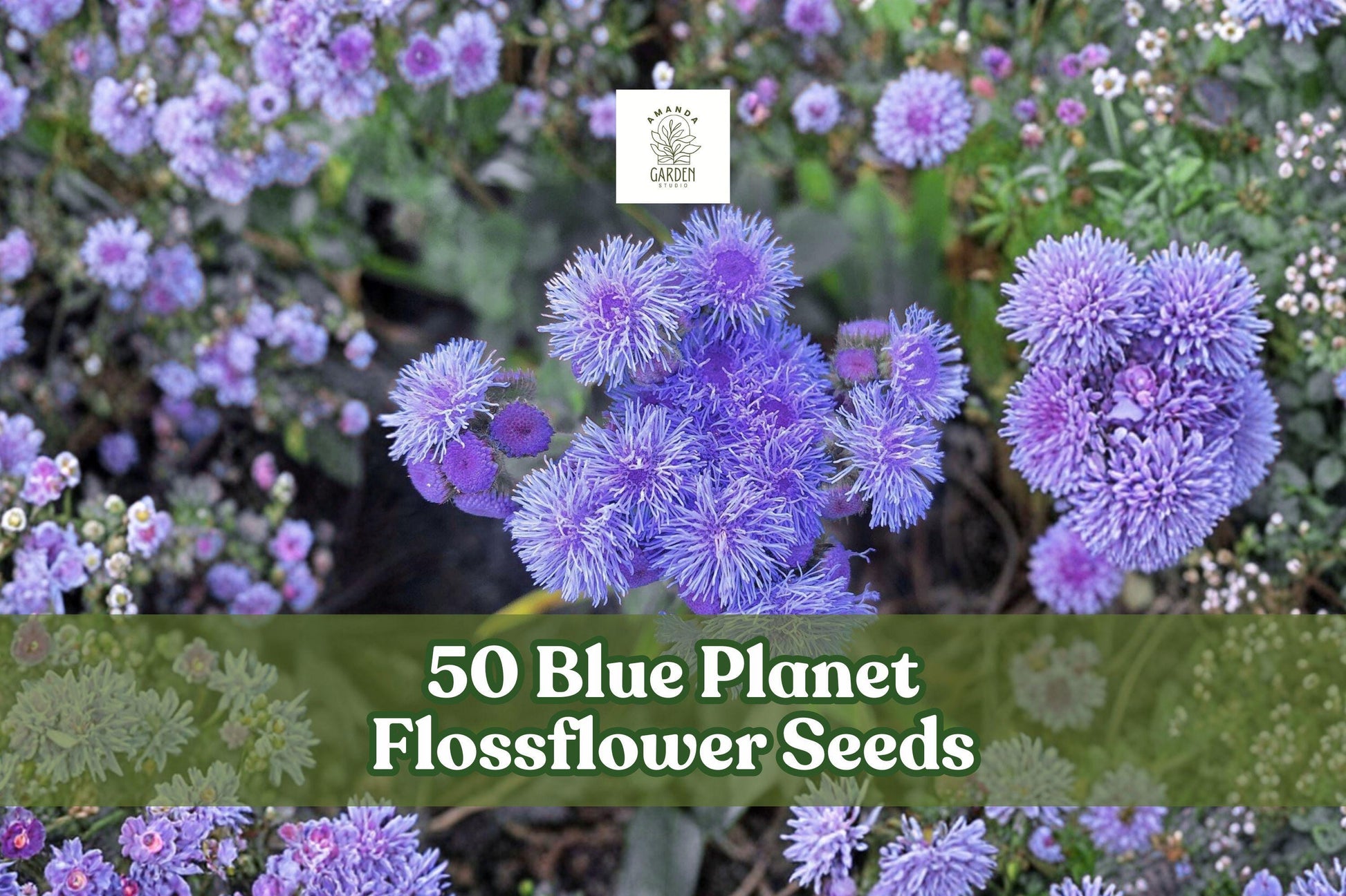 50 Blue Planet Flossflower Seeds | Ageratum houstonianum | Compact Blue Blooms for Pollinator Gardens & Containers