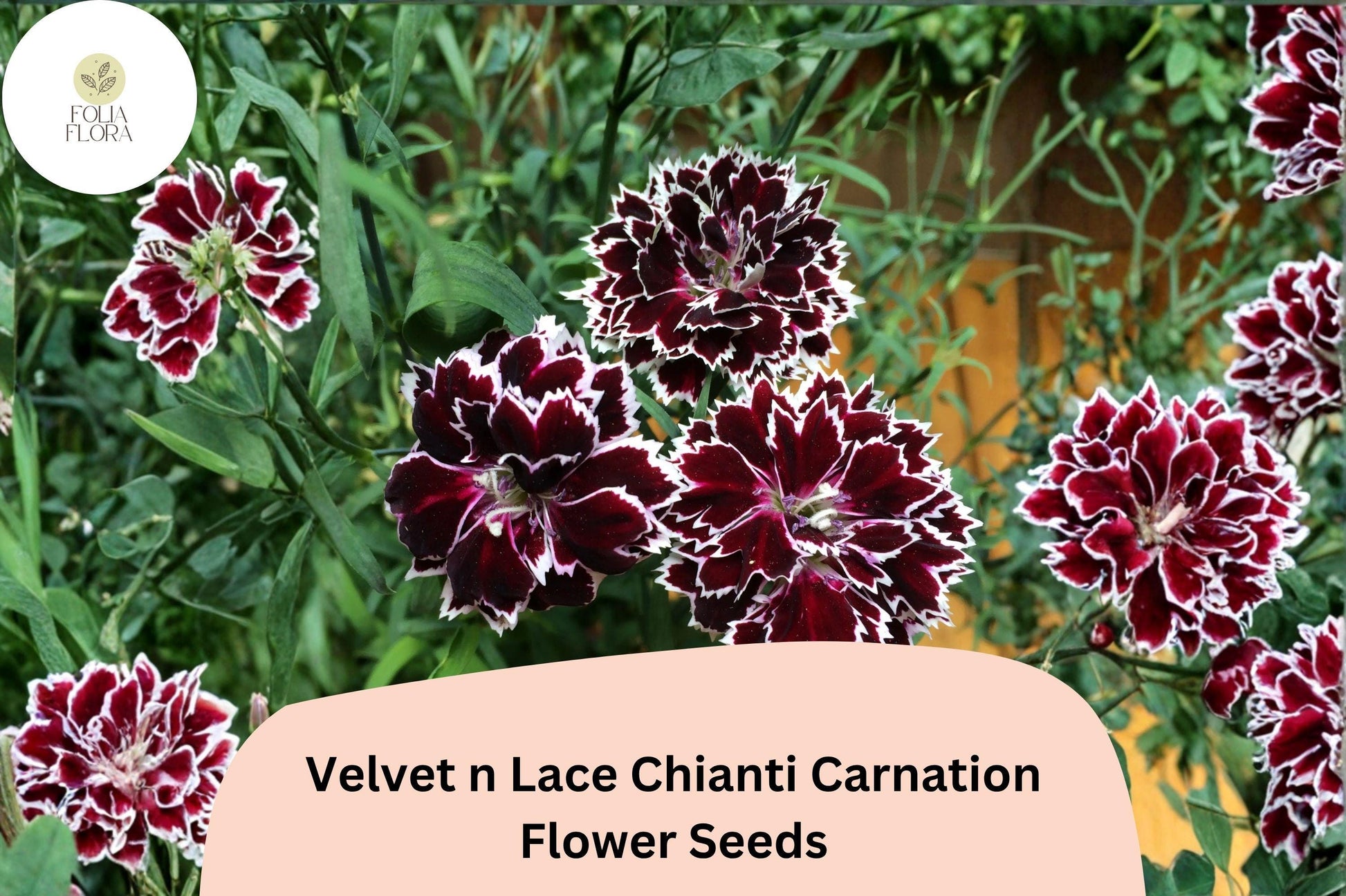 200+ Velvet n Lace Chianti Carnation Seeds | Red & White Blooms | Dianthus caryophyllus for Garden Planting