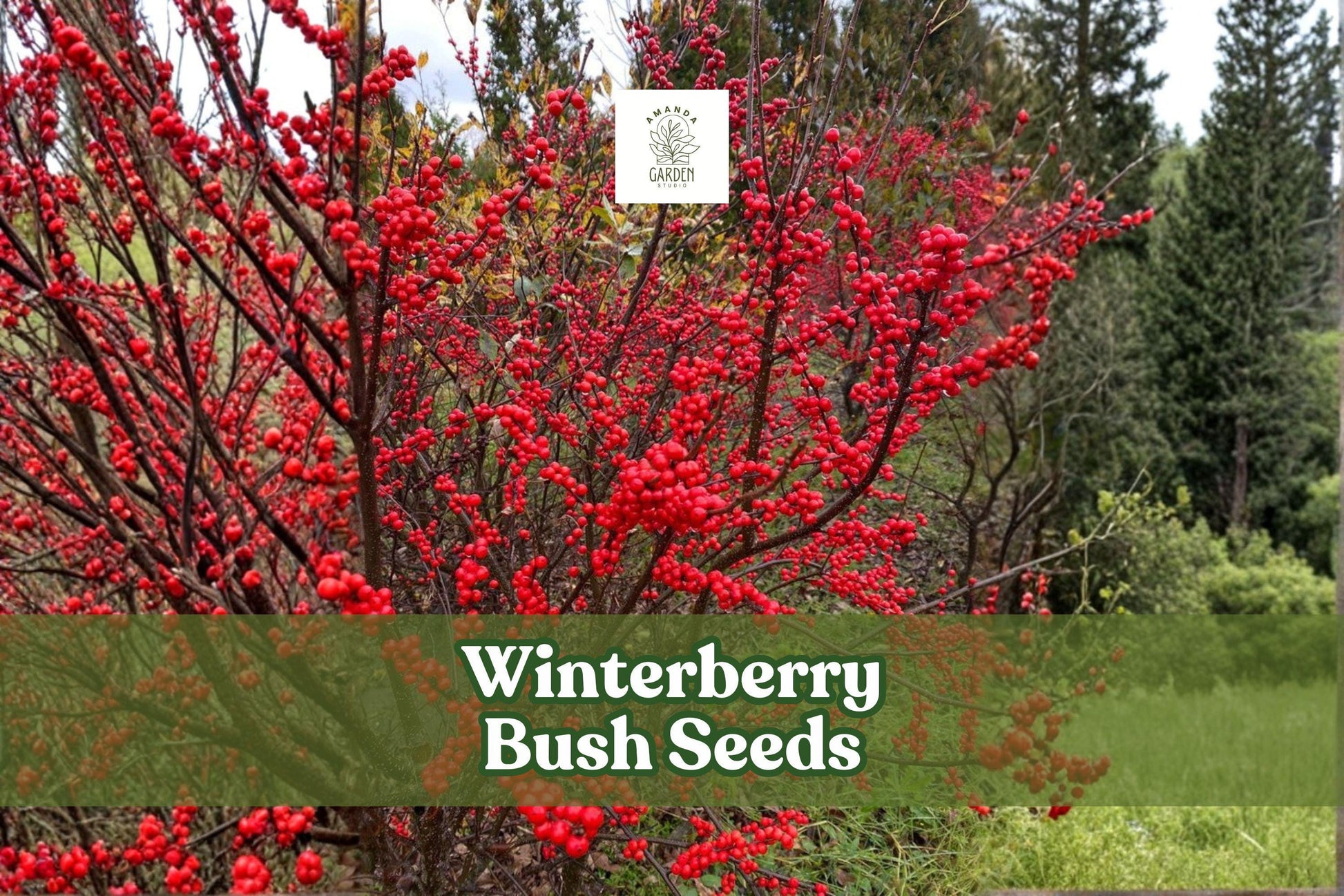 Winterberry Bush Seeds (50 Seeds) | Ilex verticillata | Red Berries | Hardy Ornamental Shrub for Winter Color