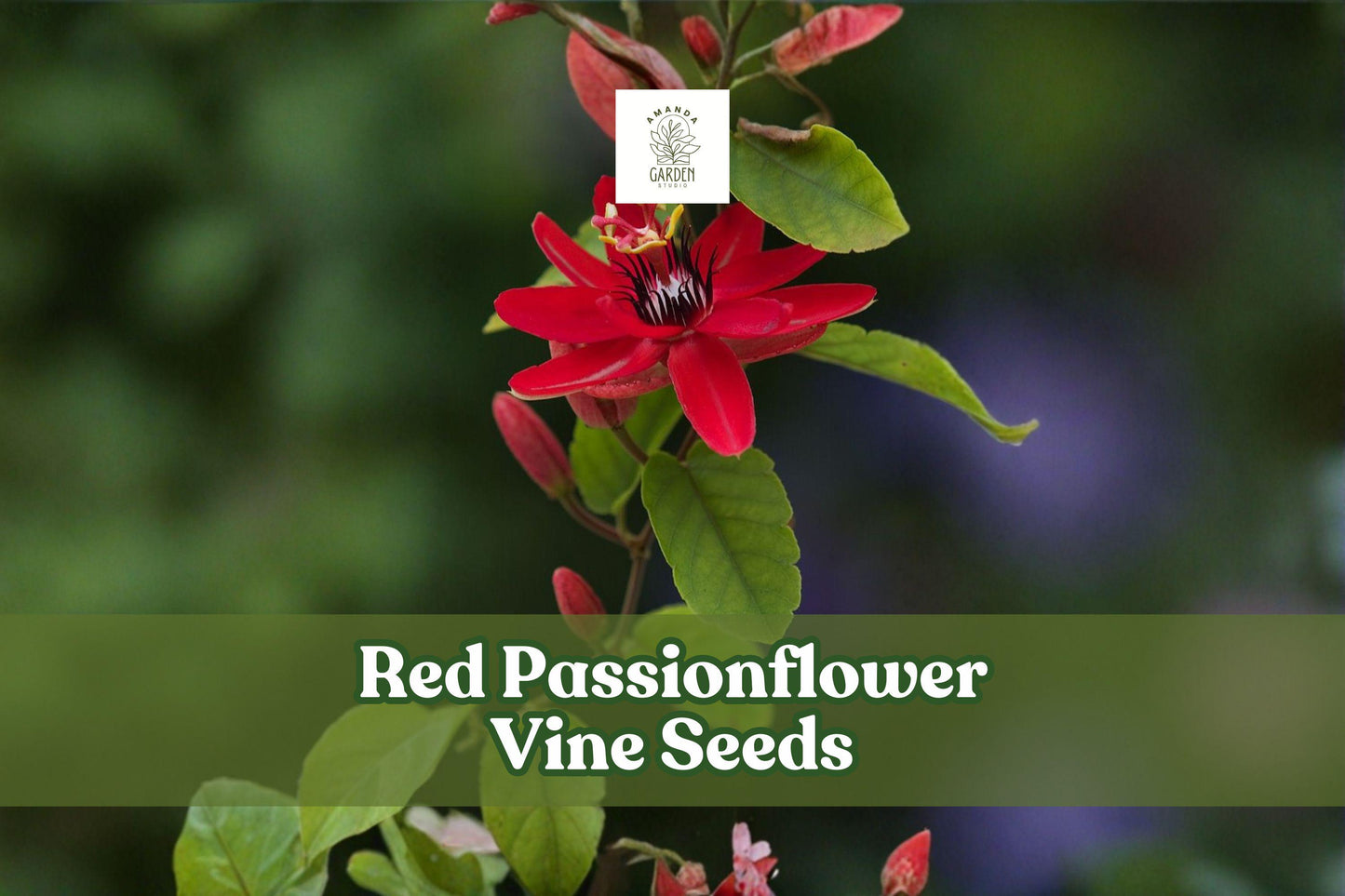 10 Red Passionflower Vine Seeds | Passiflora princeps | Exotic Tropical Climbing Plant for Gardens and Planters