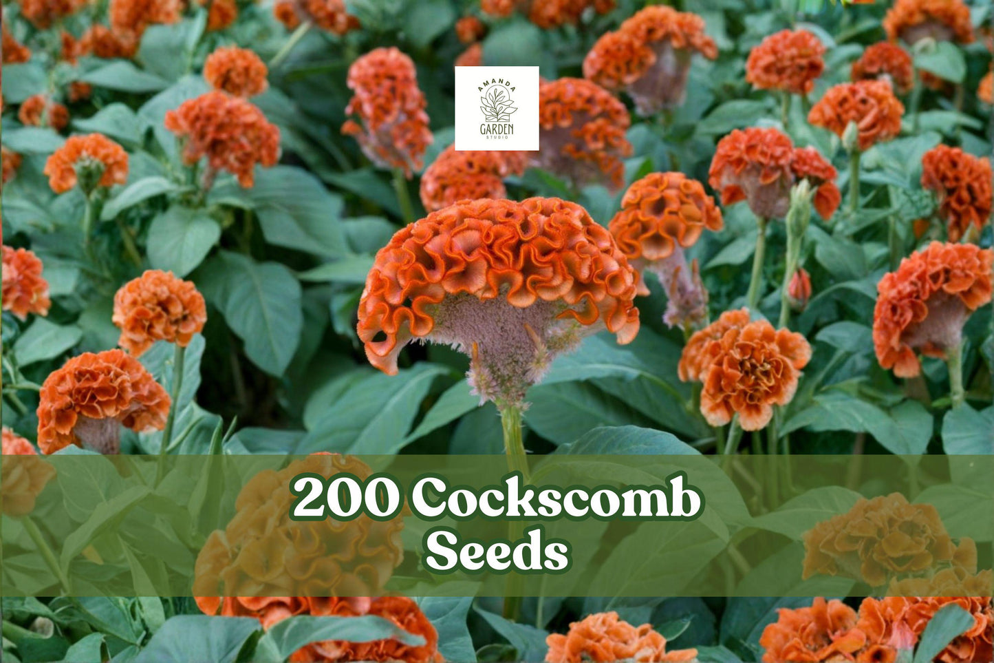 Cockscomb Seeds 200 Count | Celosia cristata | Vibrant Mixed Colors | Non-GMO, USA-Grown Garden Flower Seeds