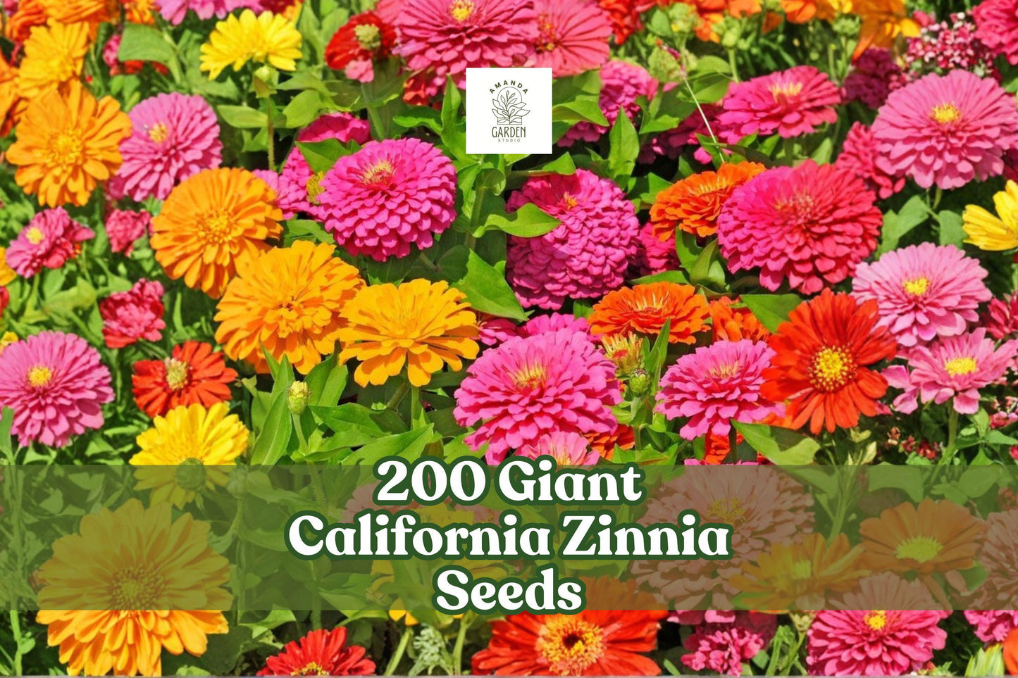 200 Giant California Zinnia Seeds | Mixed Colors | Zinnia elegans | Non-GMO, Pollinator-Friendly Garden Flower Seeds
