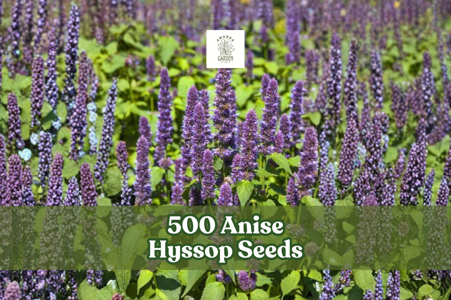 500 Anise Hyssop Seeds | Agastache foeniculum | Fragrant Lavender-Purple Wildflower Seeds for Pollinator Gardens
