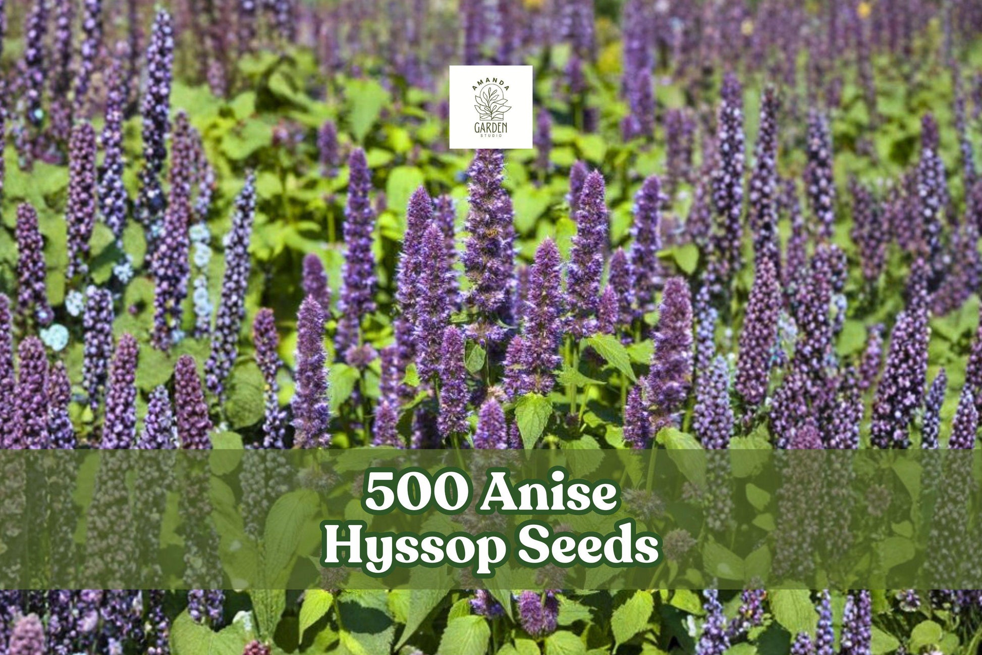 500 Anise Hyssop Seeds | Agastache foeniculum | Fragrant Lavender-Purple Wildflower Seeds for Pollinator Gardens