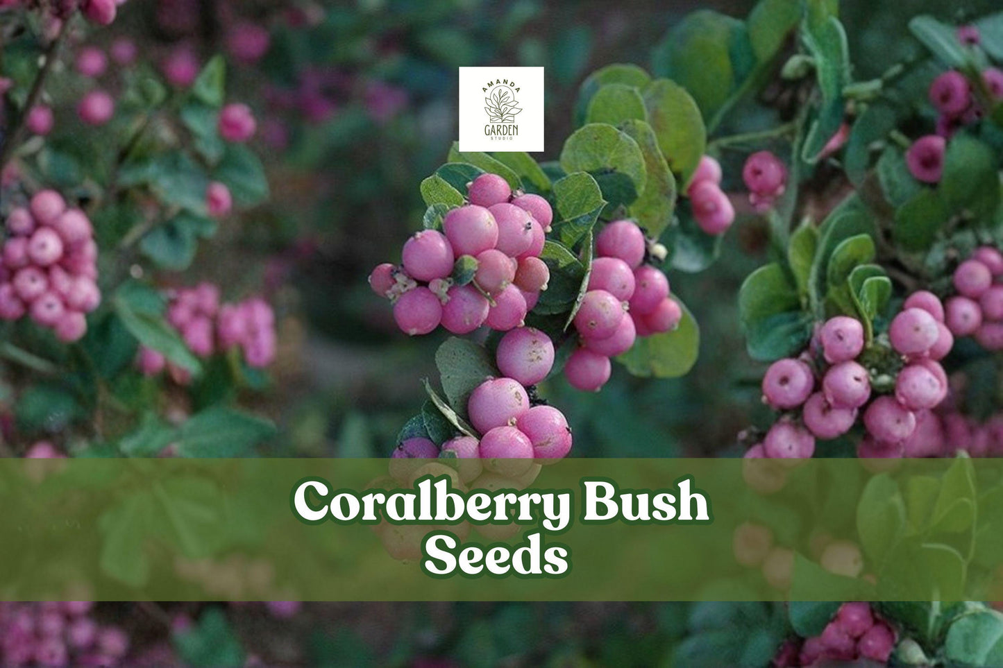 30 Coralberry Bush Seeds | Symphoricarpos orbiculatus | Hardy Ornamental Shrub with Pink Berries | Non-GMO for Gardens