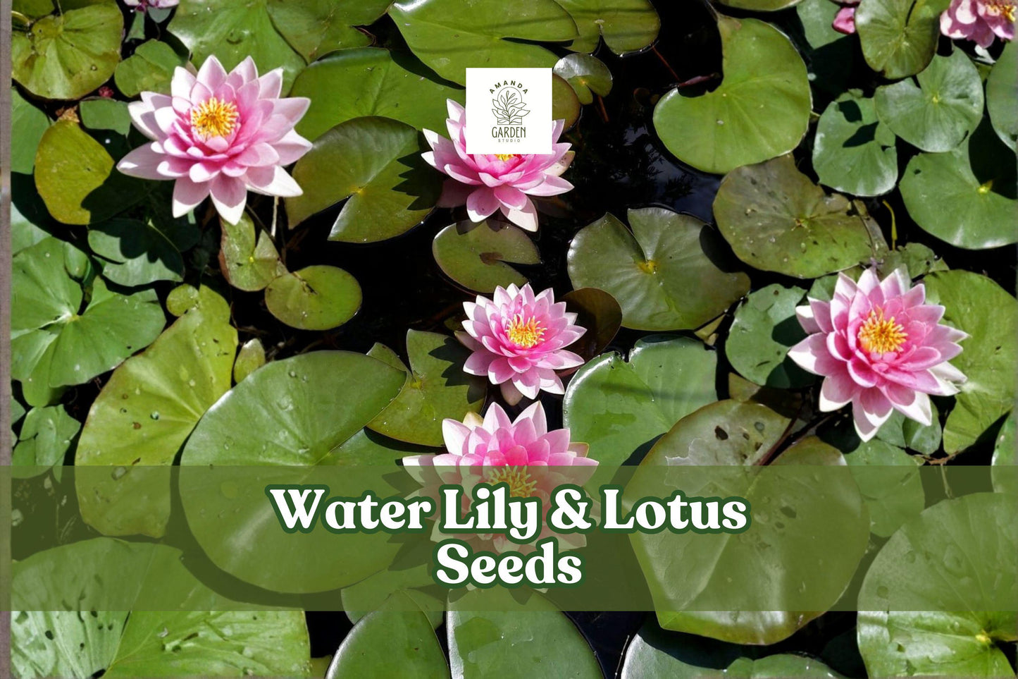 10 Water Lily & Lotus Seeds | Aquatic Flower Plants | Nymphaea & Nelumbo Mix | Non-GMO | Ideal for Ponds & Water Gardens