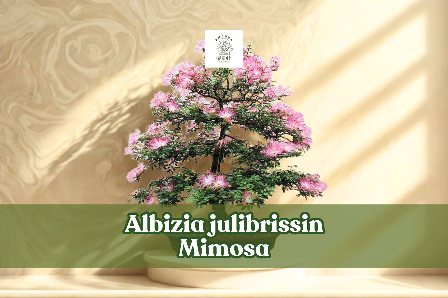 20 Albizia julibrissin Mimosa Seeds | Pink Silk Bloom Tree | Non-GMO Persian Silk Tree for Bonsai & Ornamental Garden