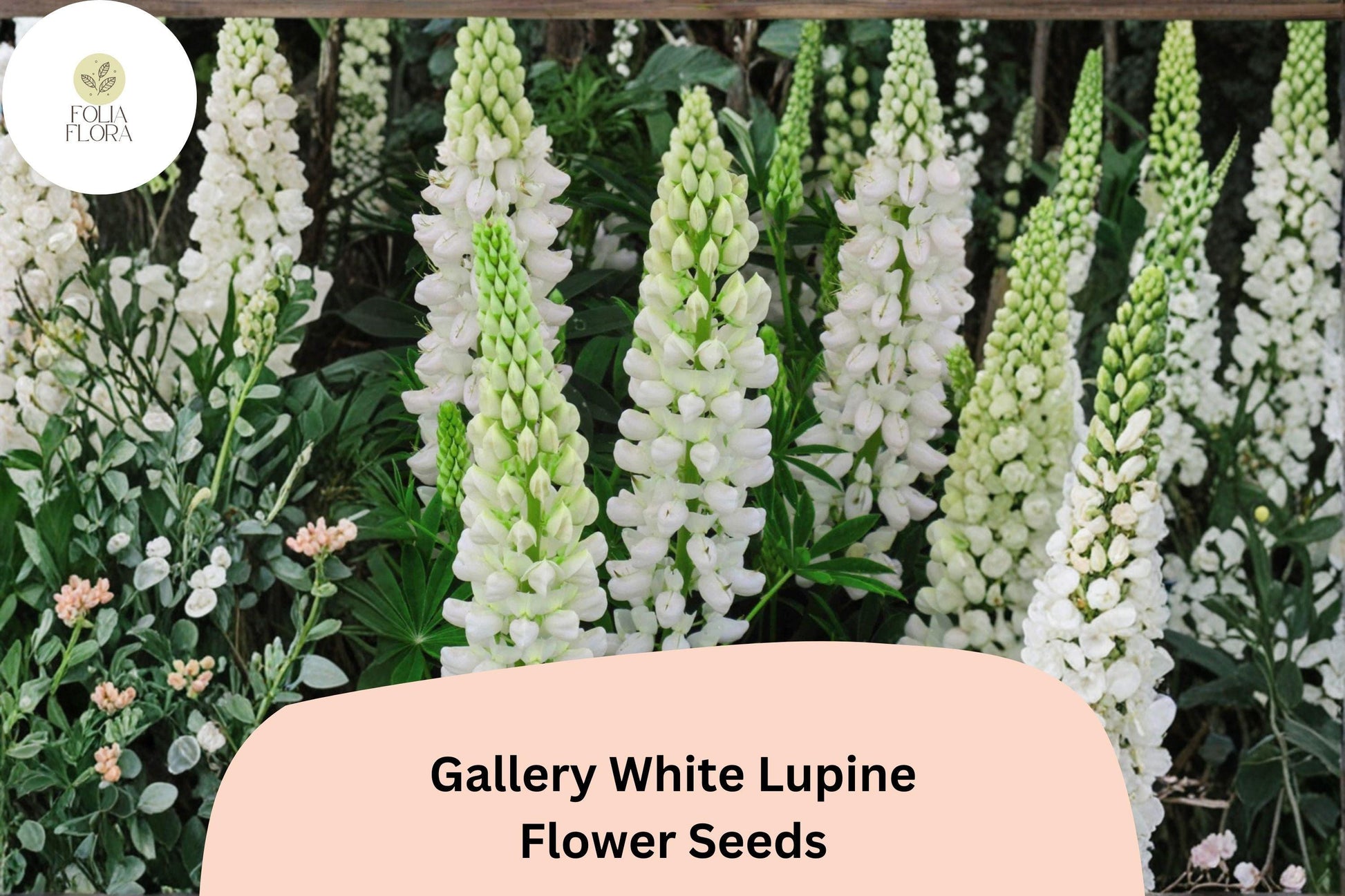 Gallery White Lupine Seeds - 25+ Perennial Flower Seeds for Cottage Garden, Lupinus polyphyllus, Attracts Pollinators