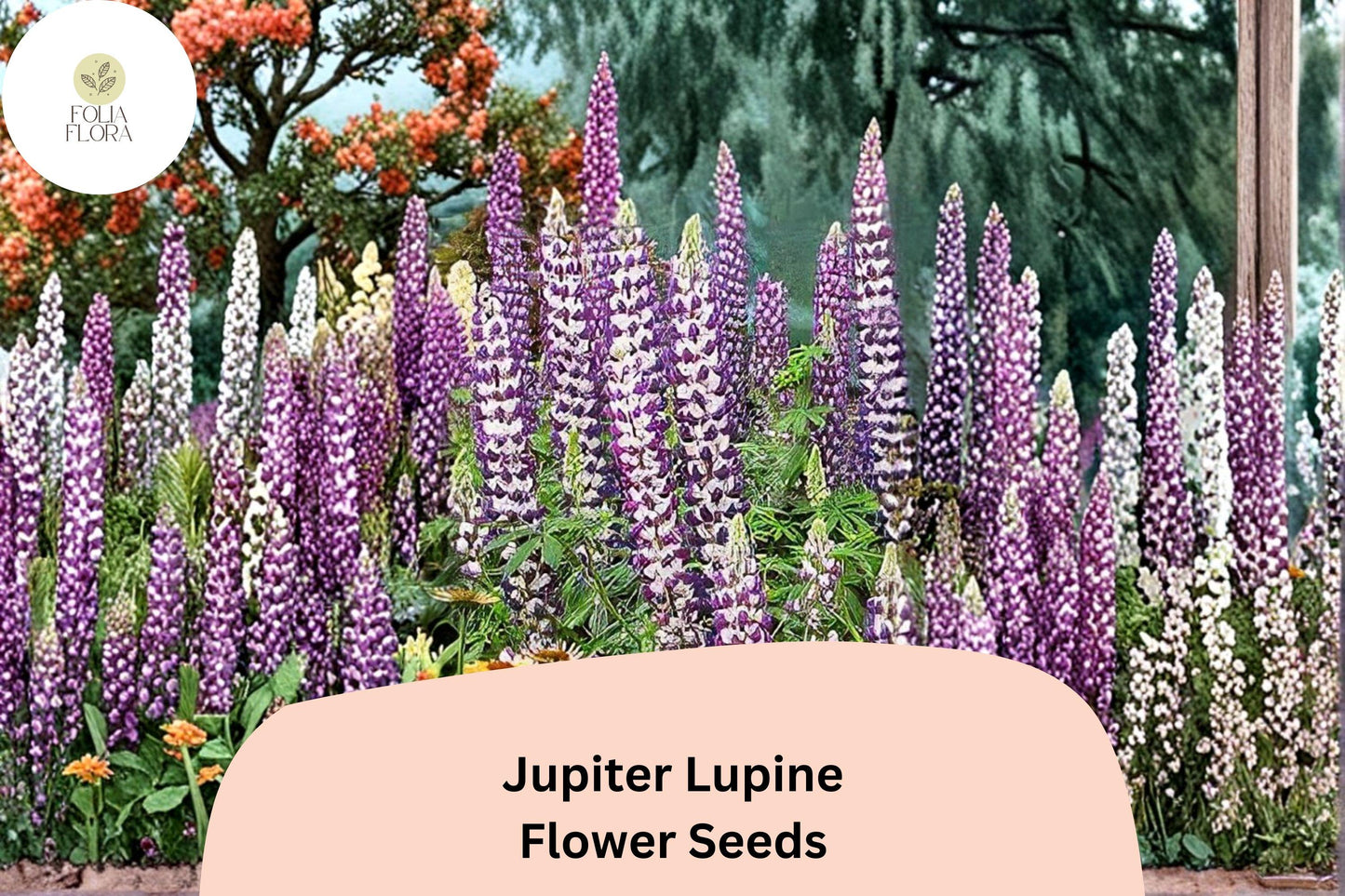 Jupiter Lupine Seeds | 25+ Premium Purple Flower Seeds | Lupinus spp. | Tall Perennial for Garden Planting