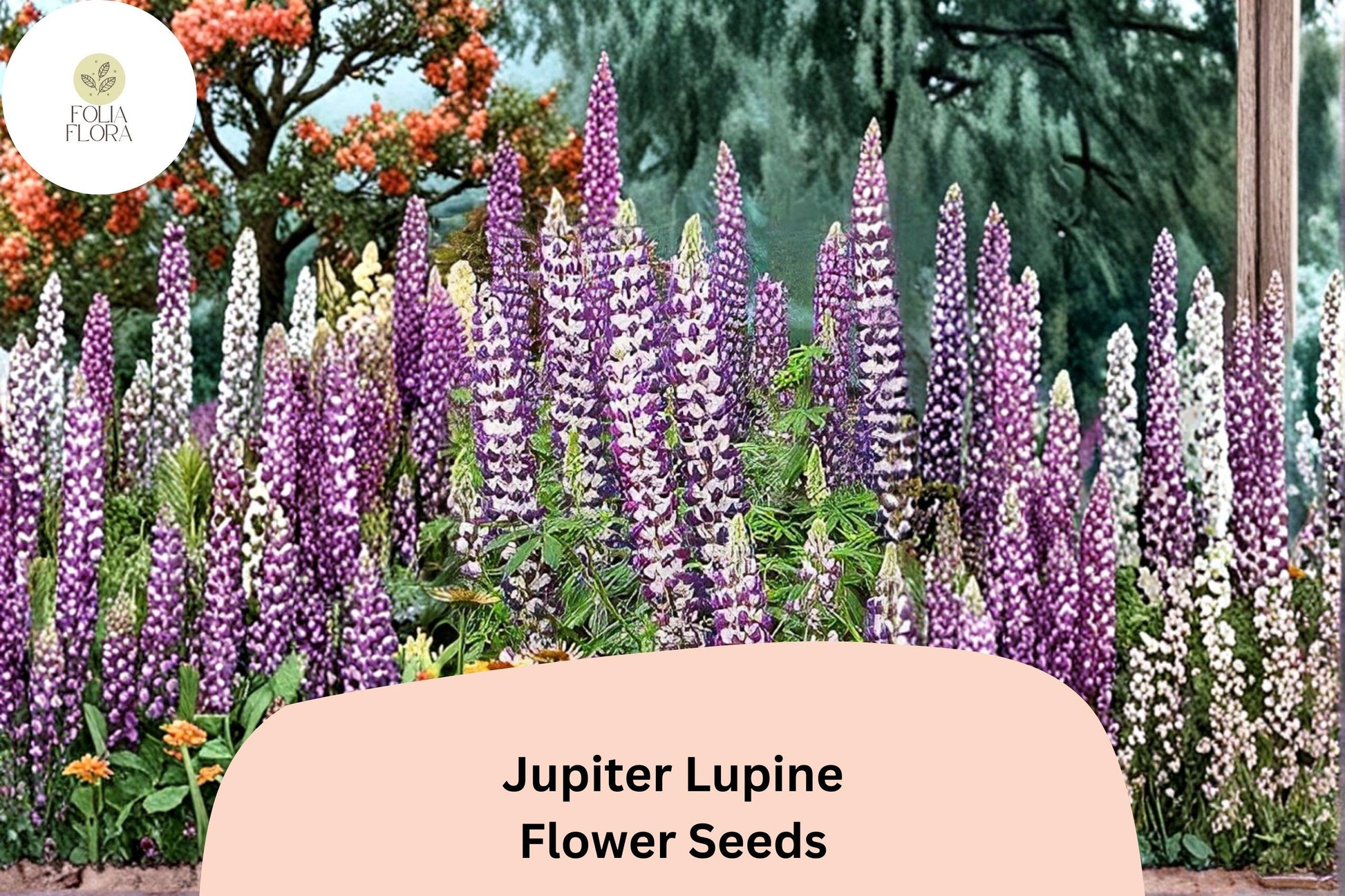 Jupiter Lupine Seeds | 25+ Premium Purple Flower Seeds | Lupinus spp. | Tall Perennial for Garden Planting