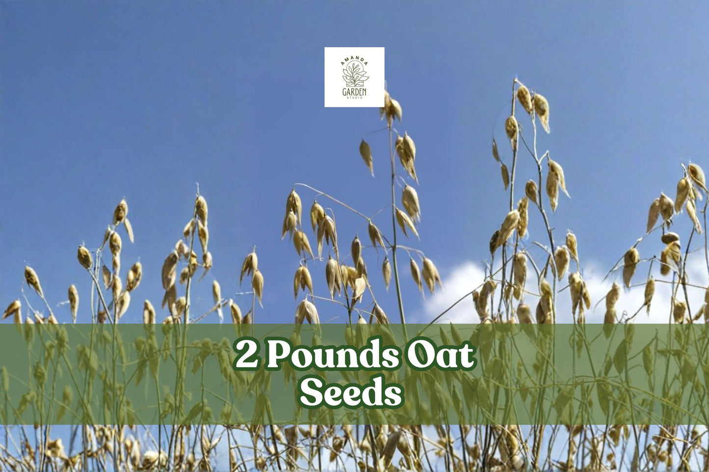 2 Pounds Oat Seeds | Non-GMO Avena sativa | Bulk Untreated Grain for Cover Crop & Feed