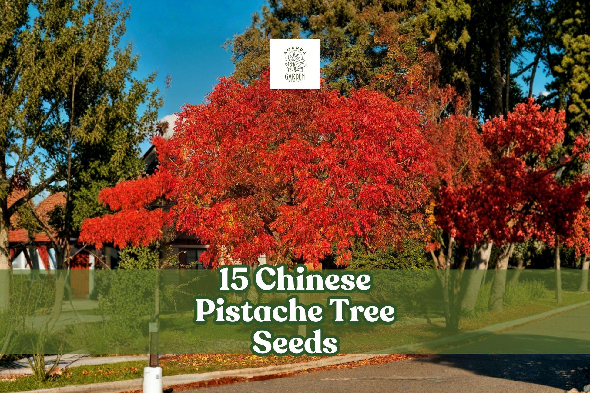 15 Chinese Pistache Tree Seeds | Pistacia chinensis | Drought-Tolerant Ornamental Shade Tree with Vibrant Fall Foliage