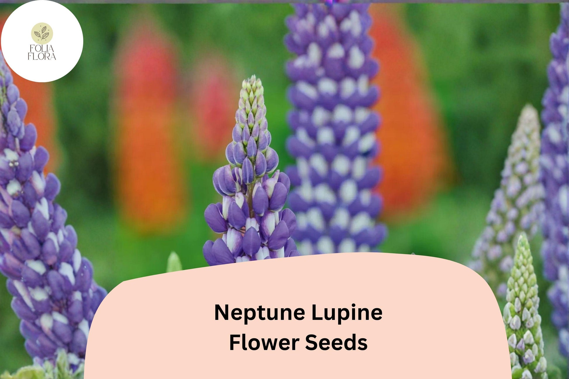 25+ Neptune Lupine Seeds | Purple Flower Spikes | Lupinus spp. | Attracts Pollinators for Cottage Gardens