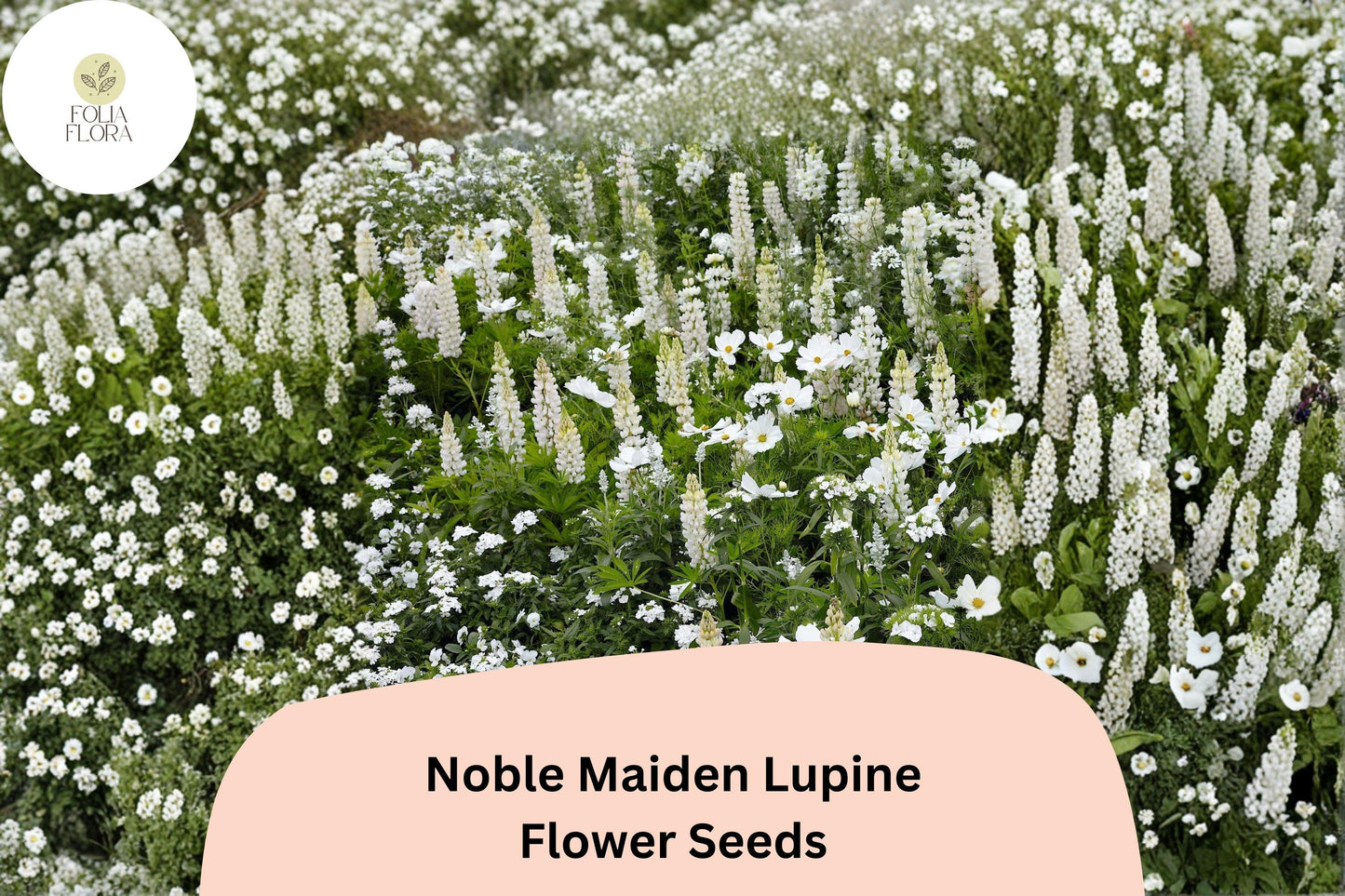 Noble Maiden Lupine Seeds | 25+ White Flower Spike Seeds | Lupinus spp. | Elegant Garden Planting for Borders & Pollinators