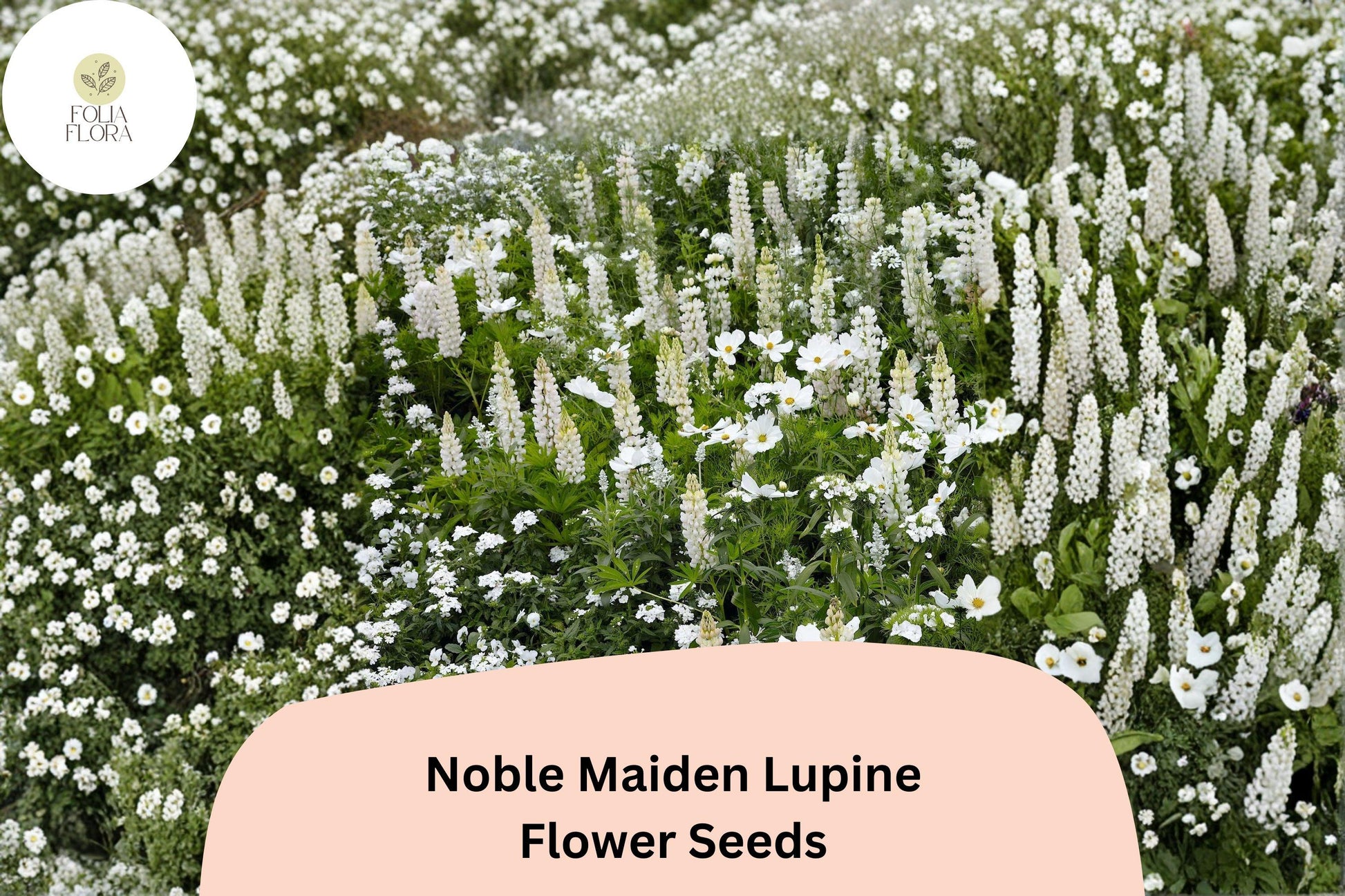 Noble Maiden Lupine Seeds | 25+ White Flower Spike Seeds | Lupinus spp. | Elegant Garden Planting for Borders & Pollinators
