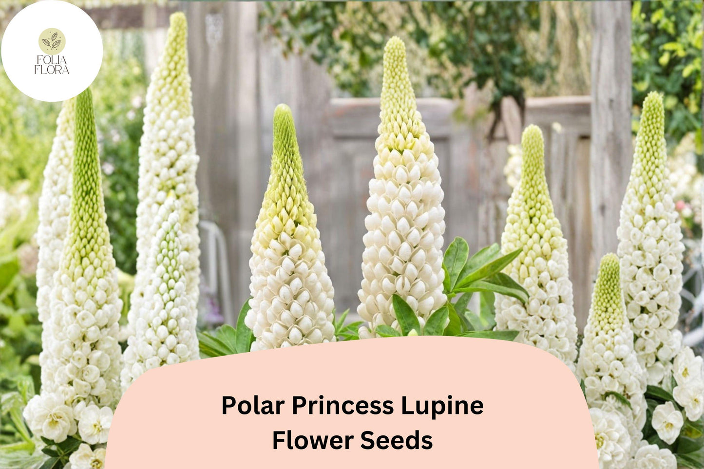25+ Polar Princess Lupine Seeds | White Flower Spikes | Lupinus spp. | Perfect for Borders & Pollinator Gardens