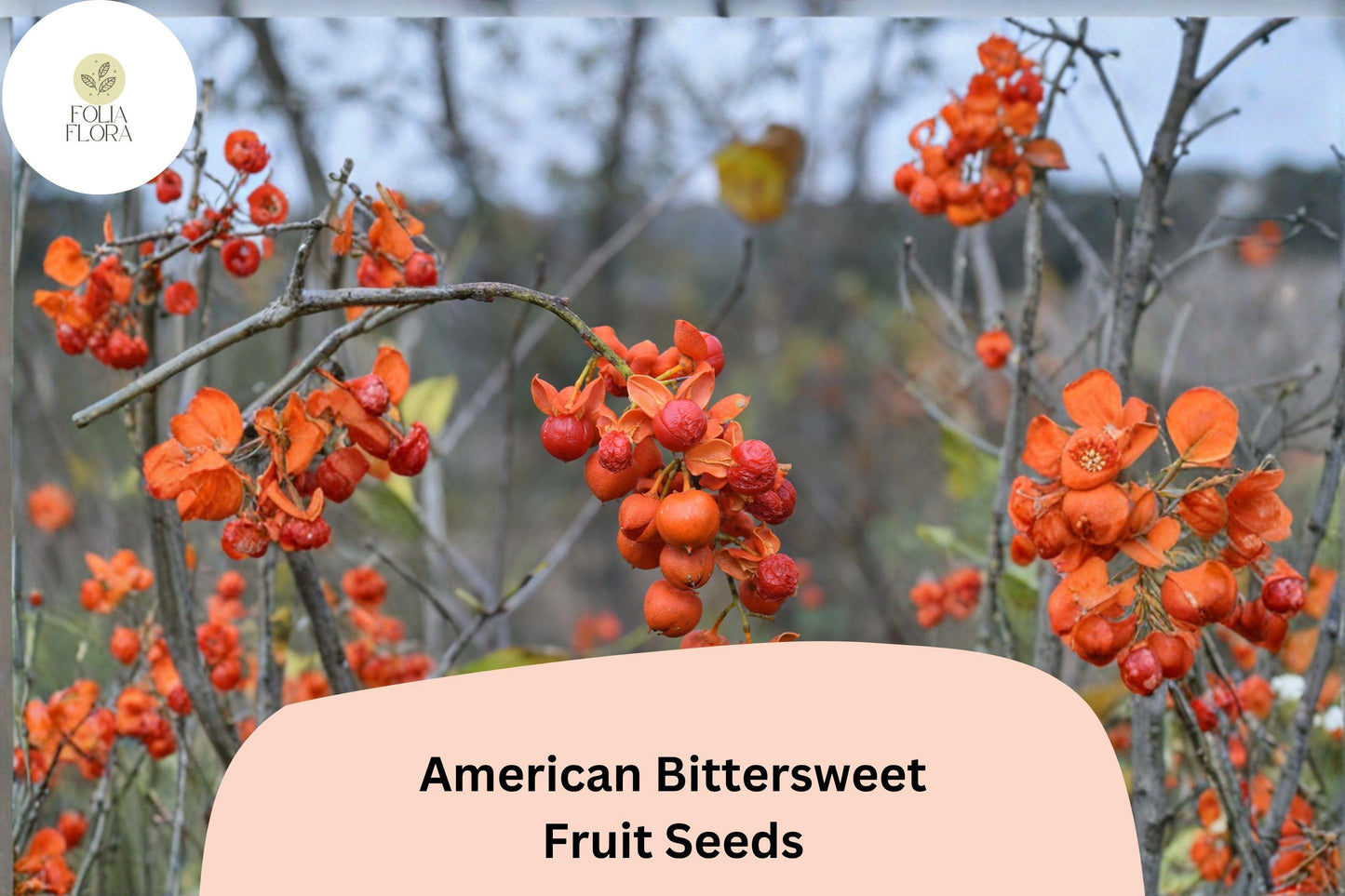 30 American Bittersweet Seeds for Planting | Celastrus scandens | Native Climbing Vine with Orange-Red Berries