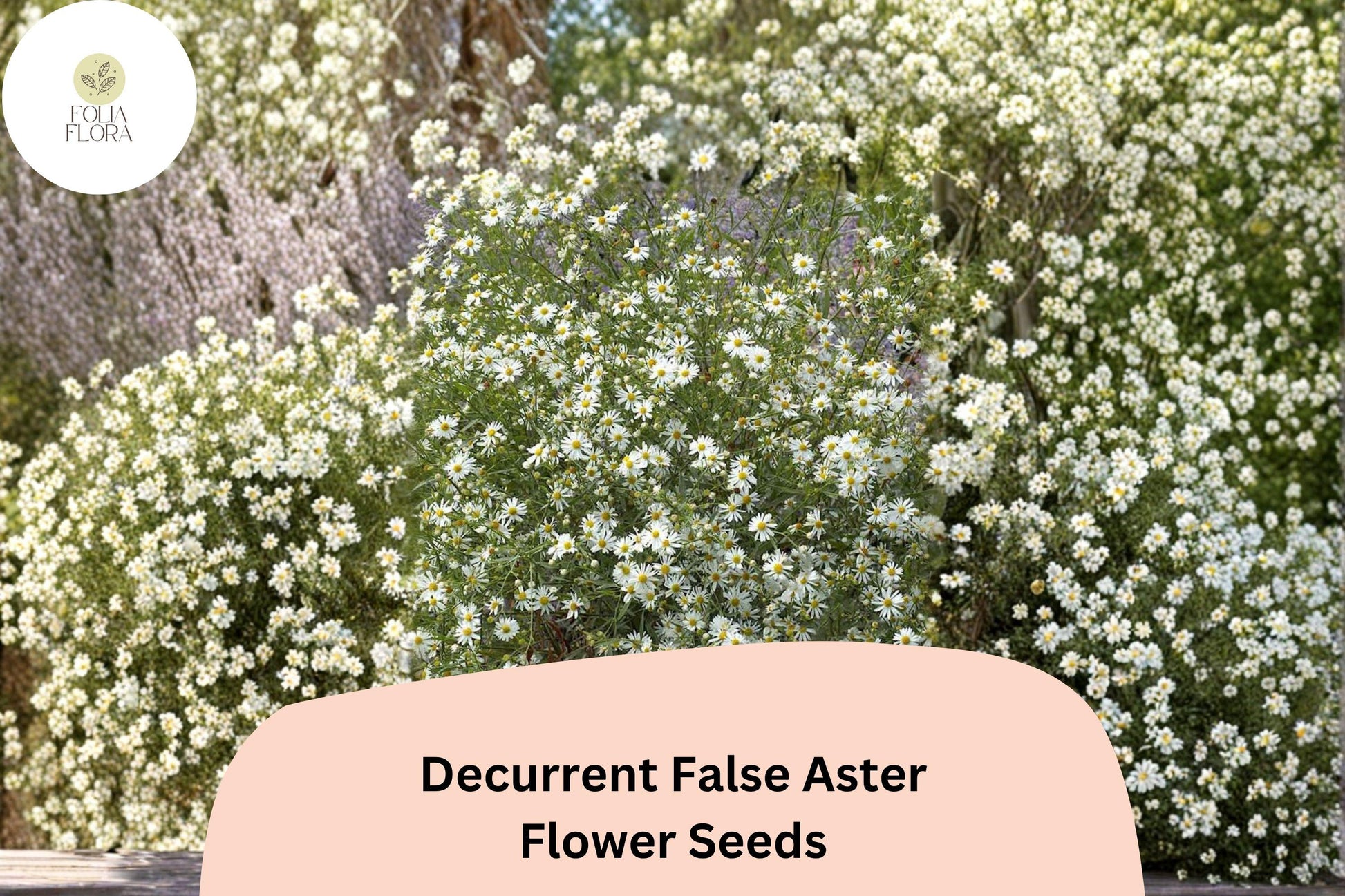 500 Decurrent False Aster Seeds | Boltonia decurrens | White Blooms for Pollinator Gardens | Native Wetland Wildflower
