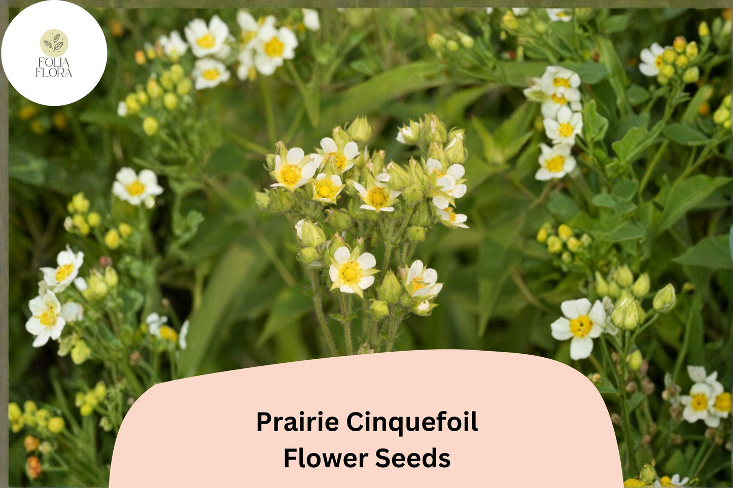 500 Prairie Cinquefoil Seeds | White Wildflower | Drymocallis arguta | Pollinator-Friendly Native Plant for Meadows and Gardens