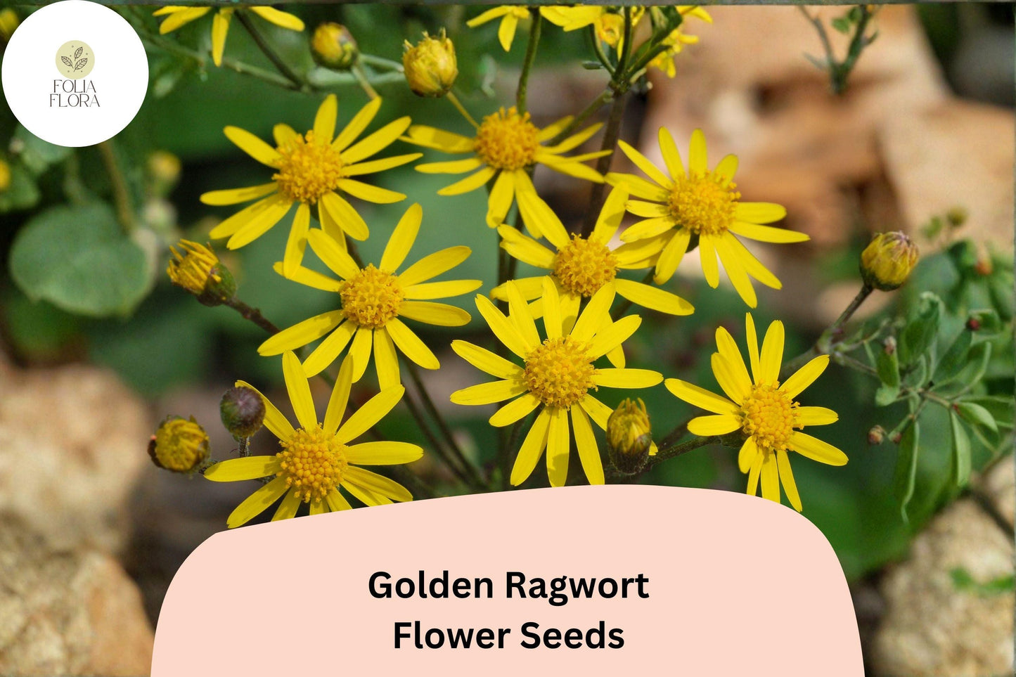 Golden Ragwort Seeds | 100 Pack | Yellow Native Wildflower | Packera aurea | Shade-Loving Perennial for Pollinators