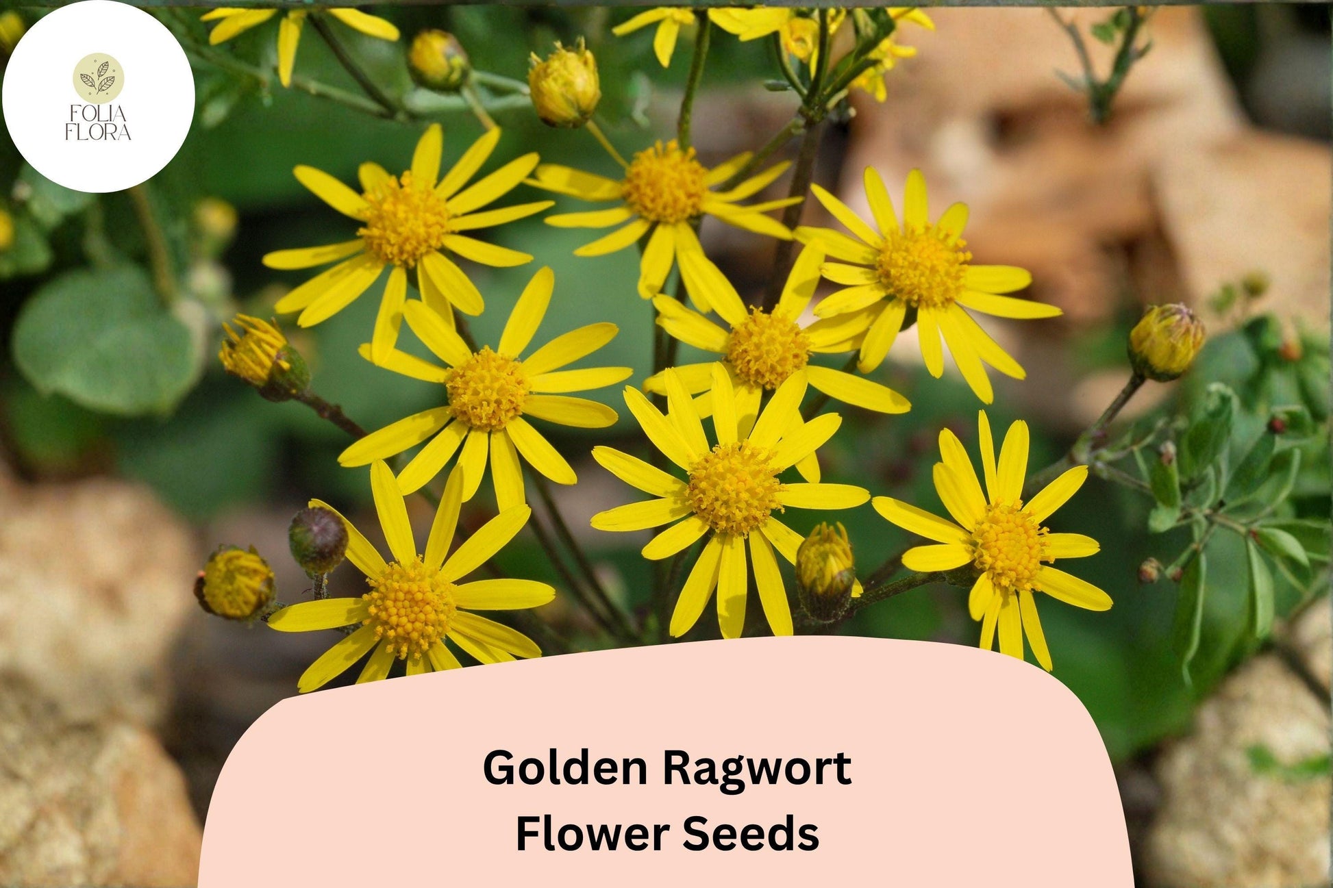 Golden Ragwort Seeds | 100 Pack | Yellow Native Wildflower | Packera aurea | Shade-Loving Perennial for Pollinators