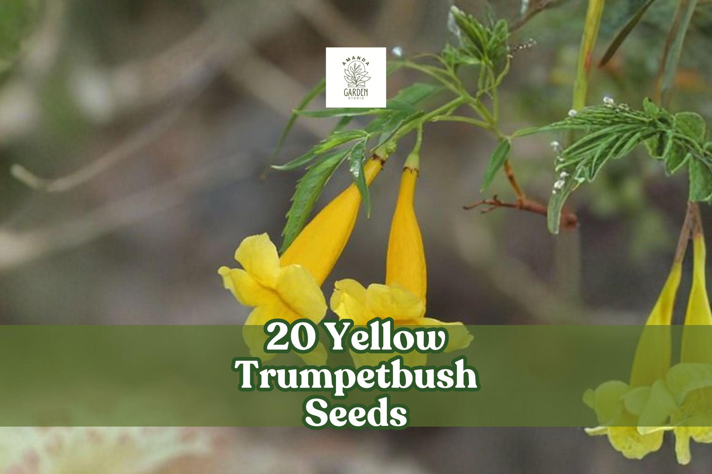20 Yellow Trumpetbush Seeds | Tecoma stans | Tropical Ornamental Shrub | Bright Yellow Flowers for Easy Gardening