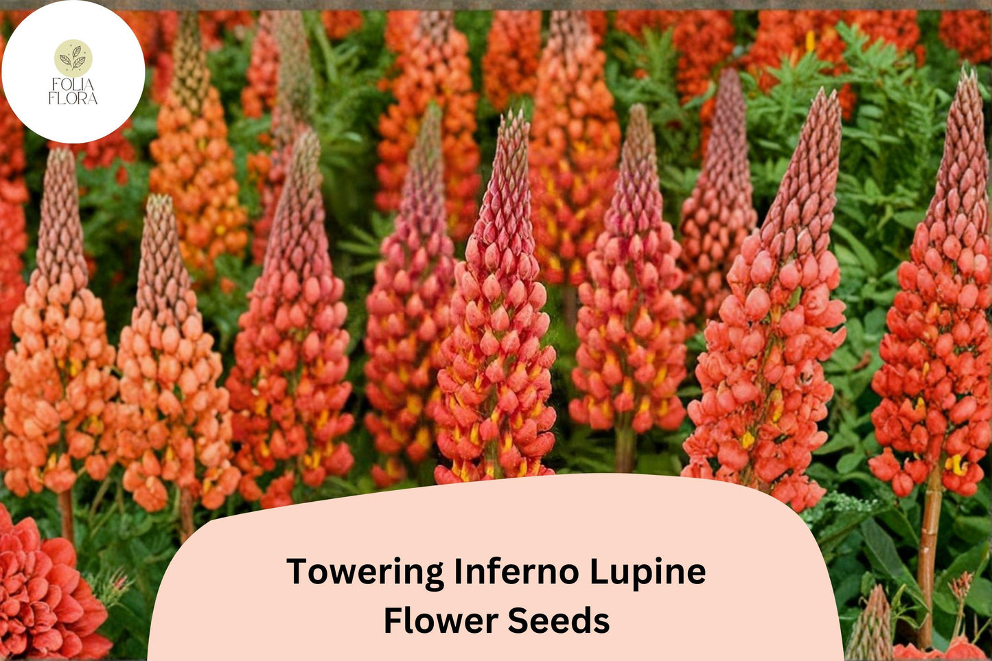 Towering Inferno Lupine Seeds - 25+ Fiery Red-Orange Flower Spikes for Garden Planting | Lupinus spp.