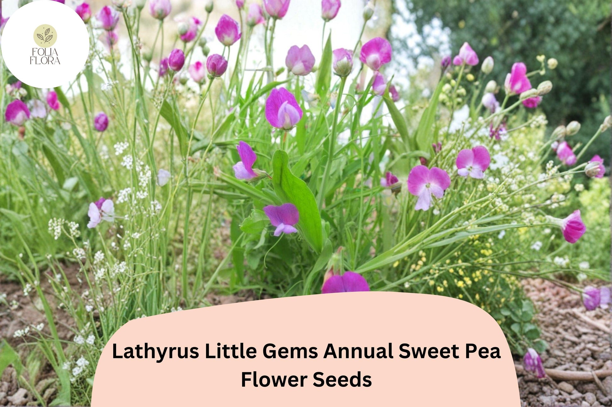 Little Gems Sweet Pea Seeds | 50+ Dwarf Lathyrus Odoratus | Colorful Fragrant Blooms for Container Gardens and Borders