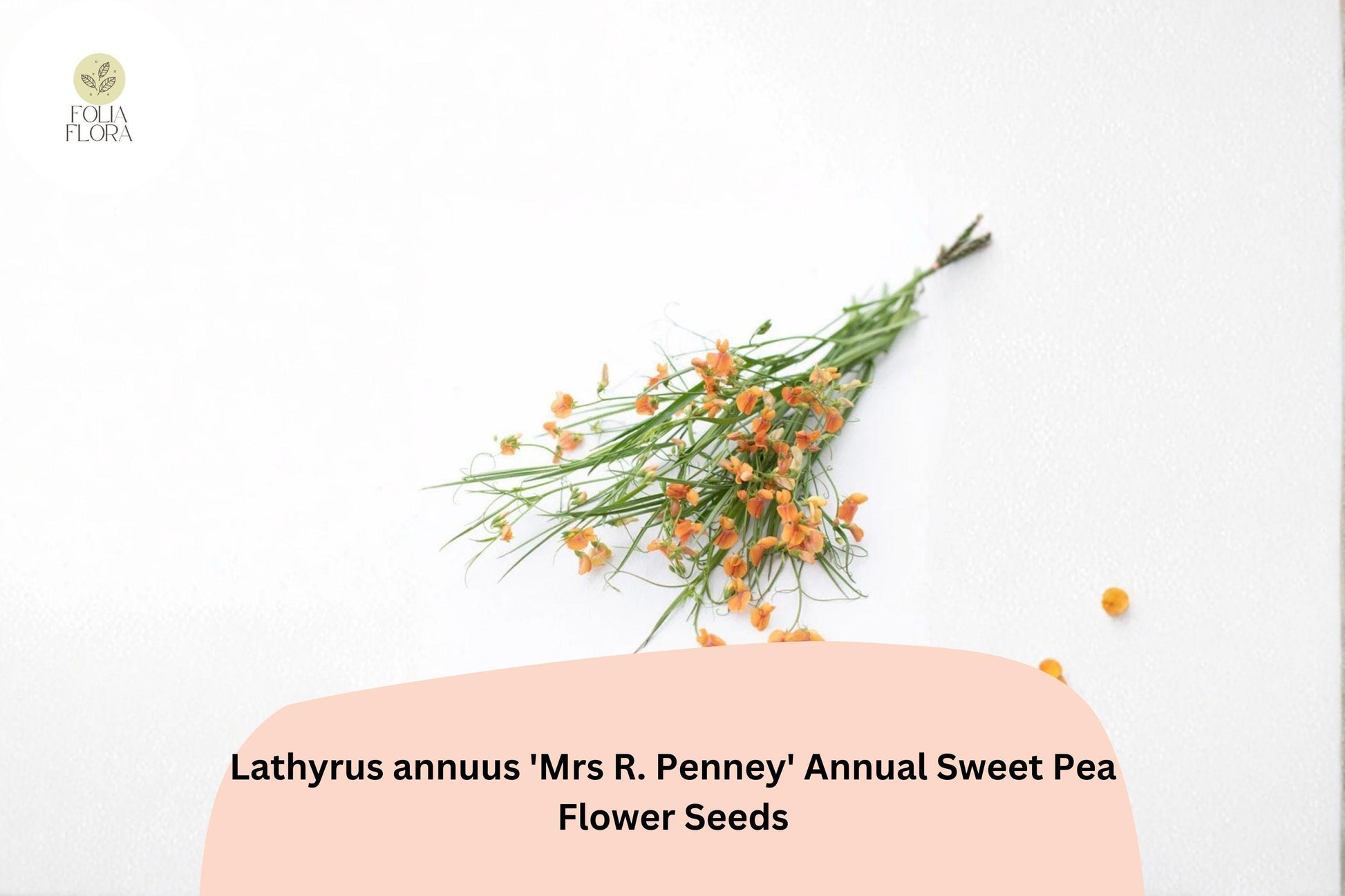 Mrs R. Penney Sweet Pea Seeds | 50+ Soft Pastel Blooms | Lathyrus annuus | Cottage Garden Flowers for Borders & Trellises