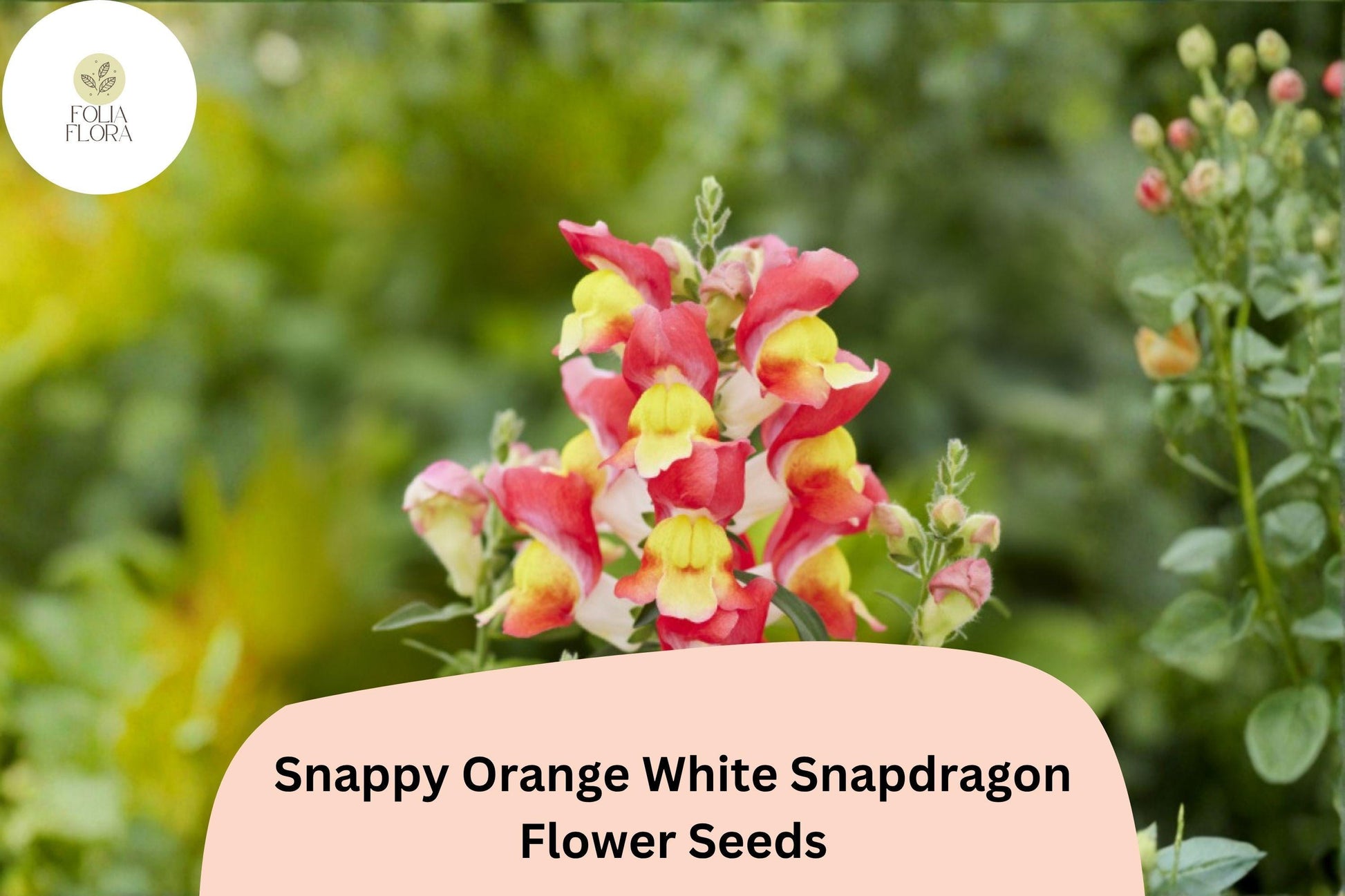 1000+ Snapdragon Seeds | Snappy Orange White | Antirrhinum majus | Bicolor Blooms for Garden Beds and Containers