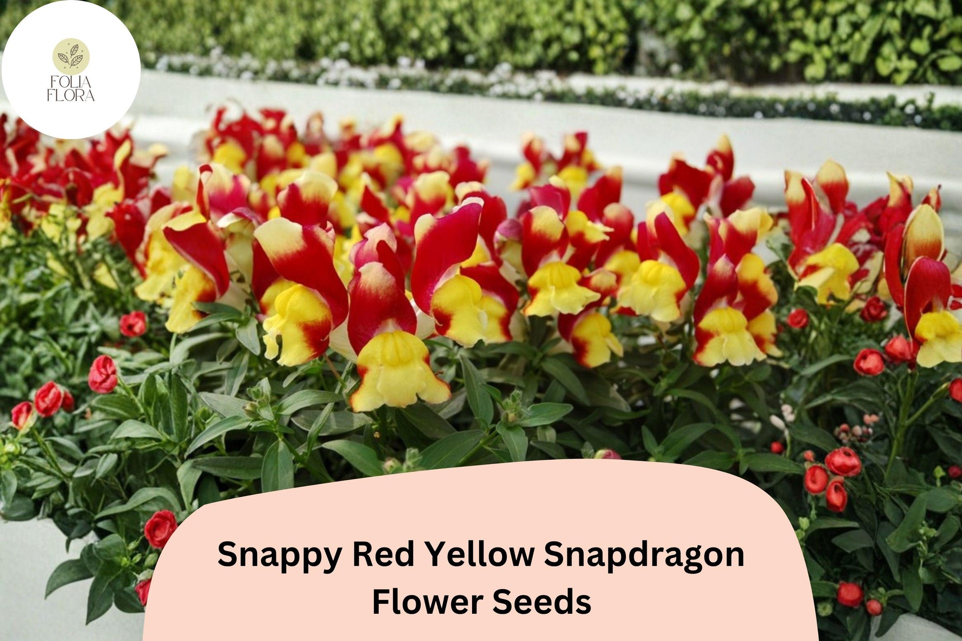 Snapdragon Seeds 1000+ Bicolor Snappy Red Yellow Antirrhinum majus Easy-Grow Annual Flowers for Beds & Pots