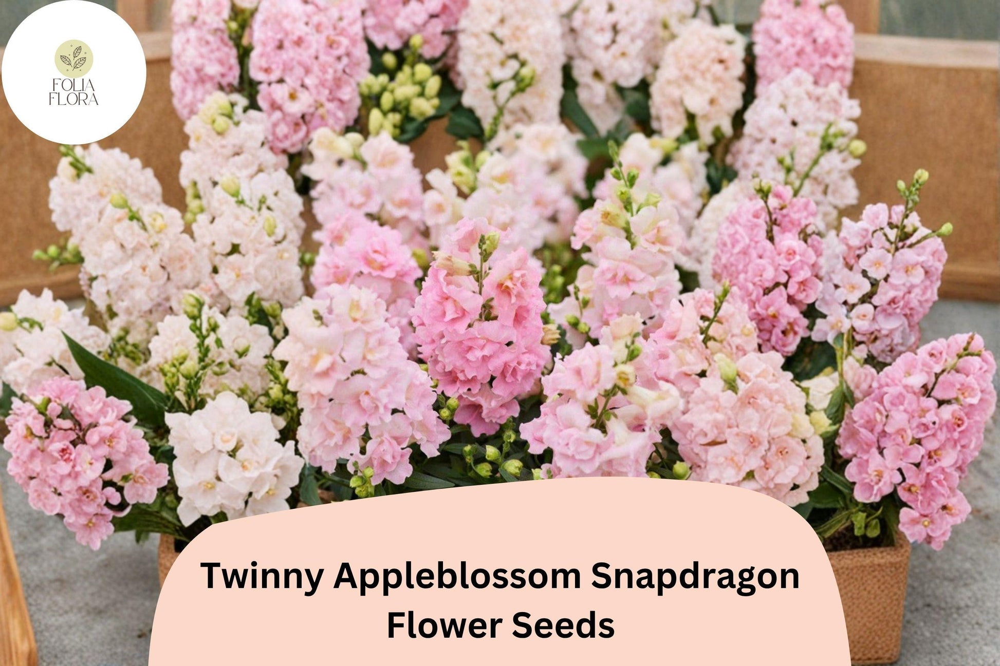 Snapdragon Seeds - 1000+ Twinny Appleblossom - Soft Pink & Cream Blooms - Antirrhinum majus - Ideal for Borders & Containers