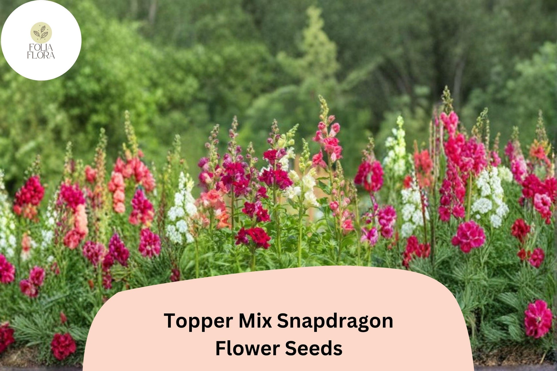 Snapdragon Seeds - 1000+ Topper Mix - Colorful Antirrhinum majus for Borders & Cut Flowers - Vibrant Mixed Blooms