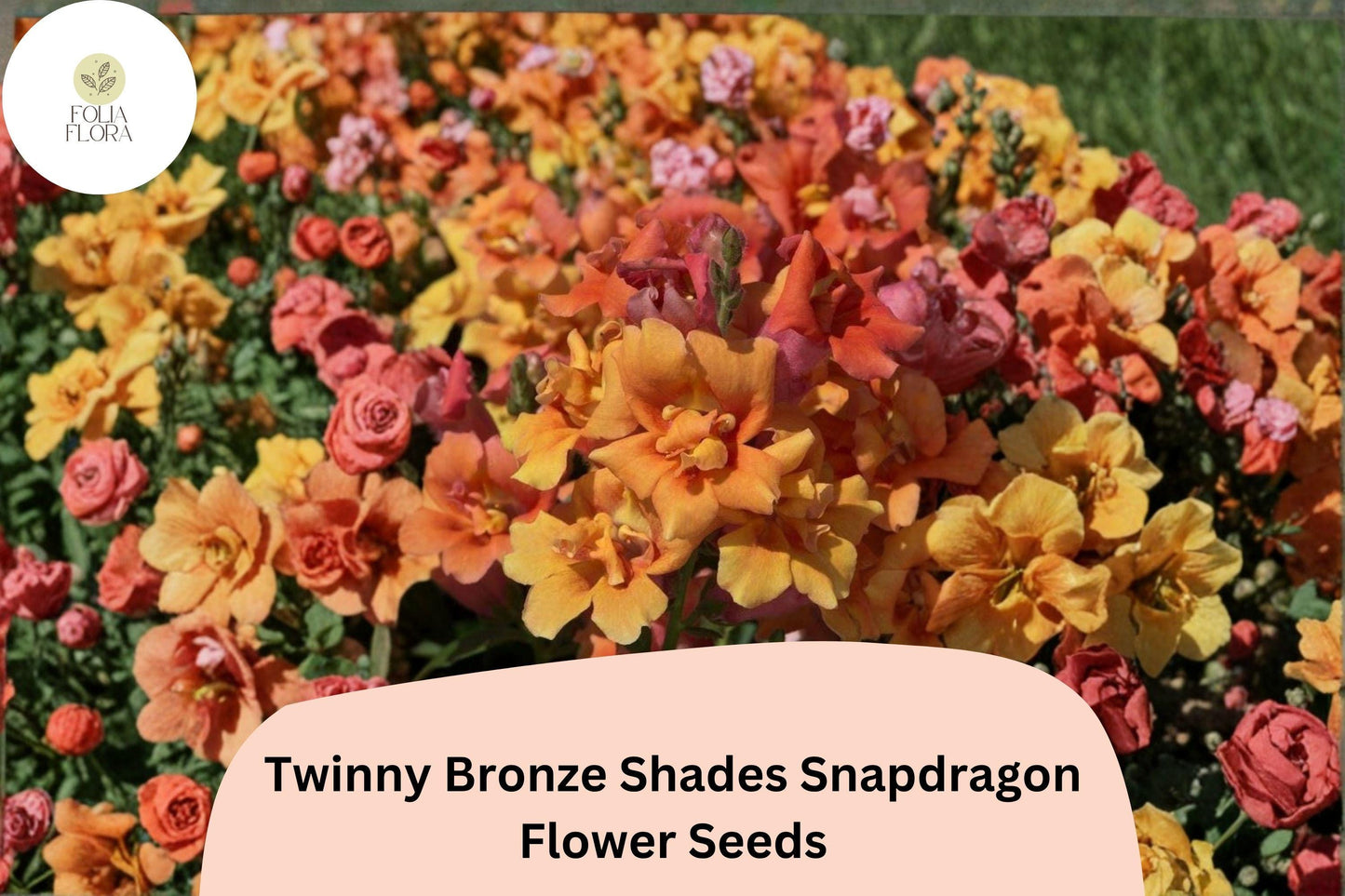Snapdragon Seeds - 1000+ Twinny Bronze Shades - Double Bloom, Peach Tones - Antirrhinum majus for Garden, Borders, Containers