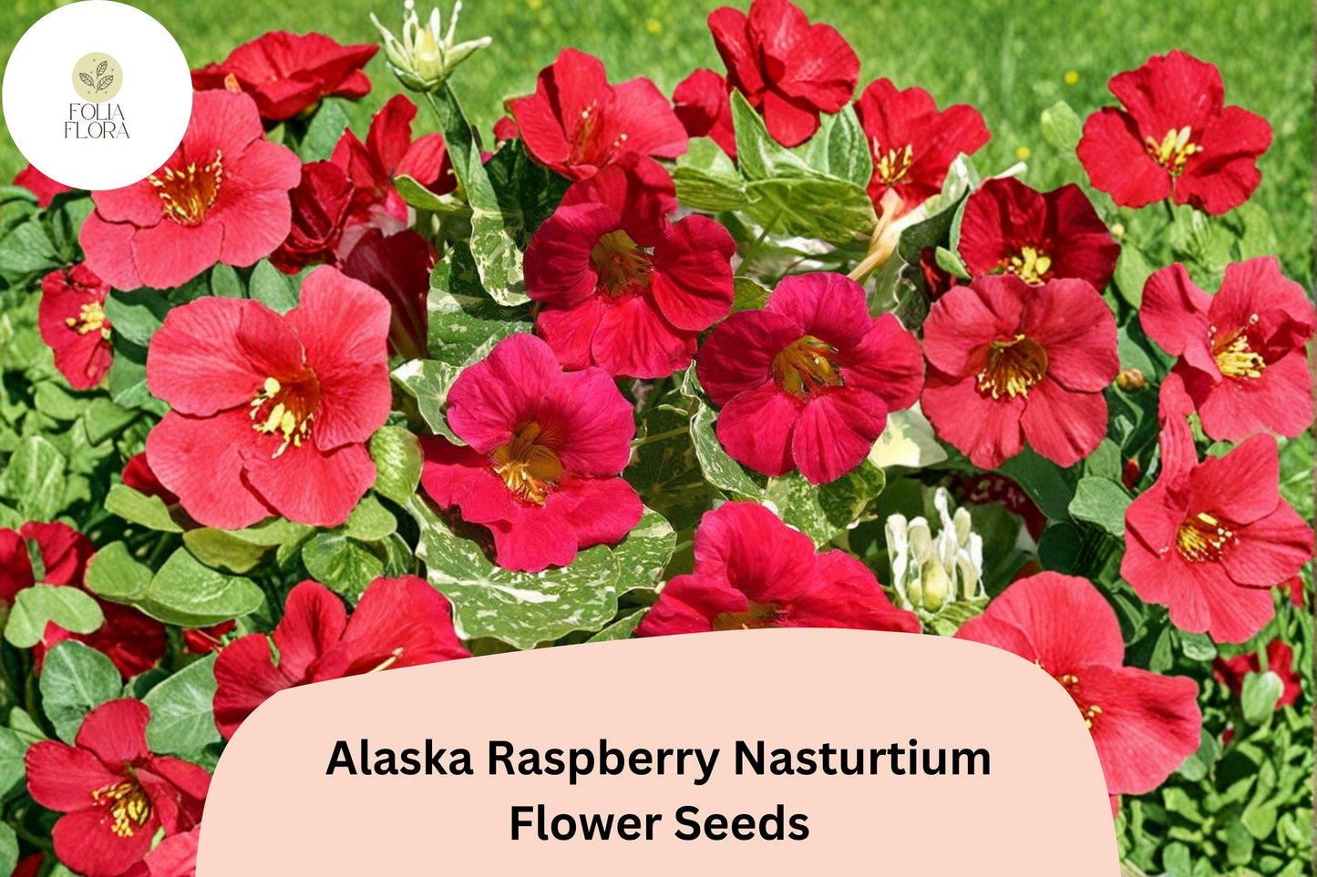 Alaska Raspberry Nasturtium Seeds | 50+ Seeds | Deep Raspberry Flowers & Variegated Foliage | Tropaeolum majus